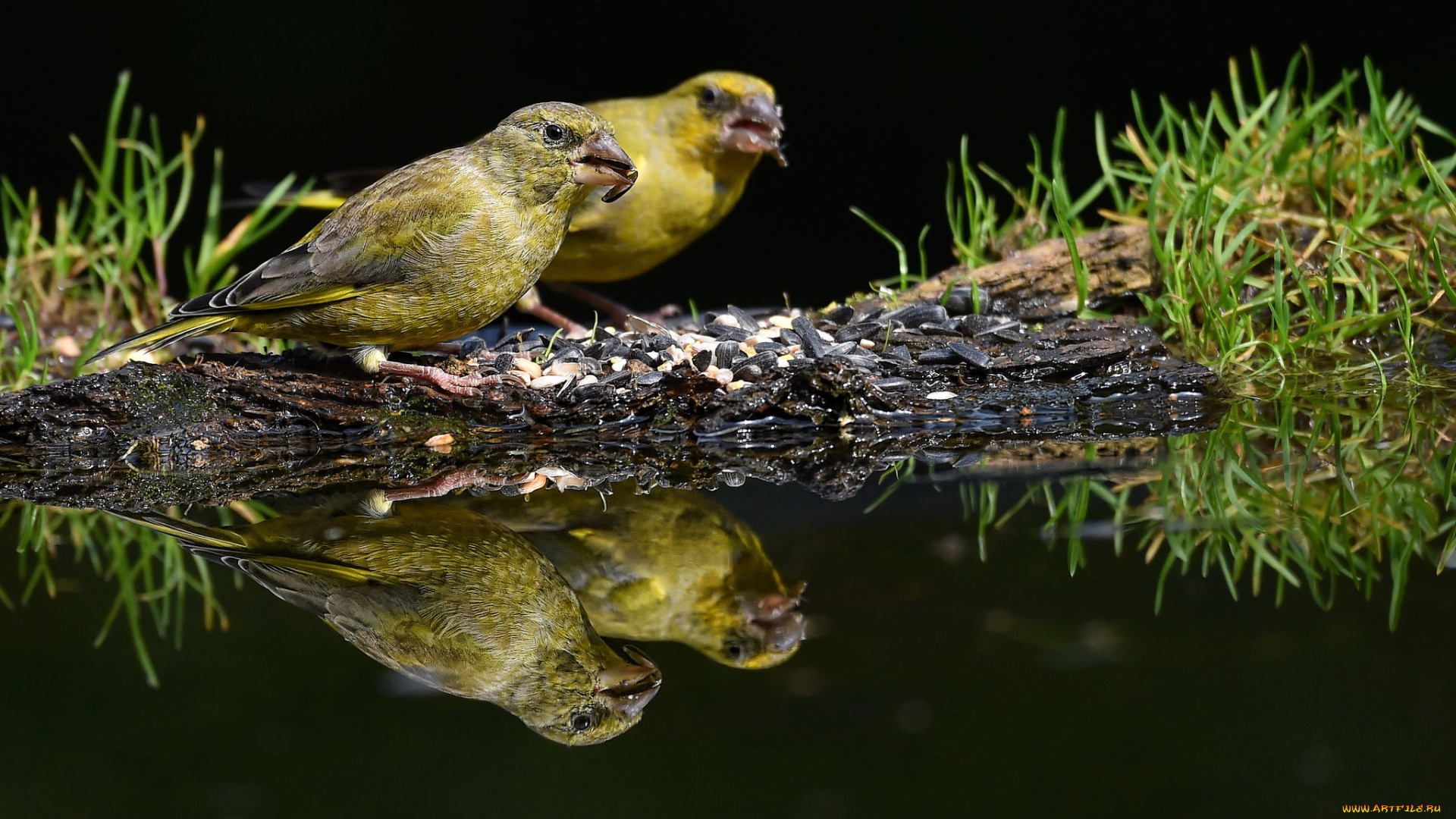 животные, птицы, птахи