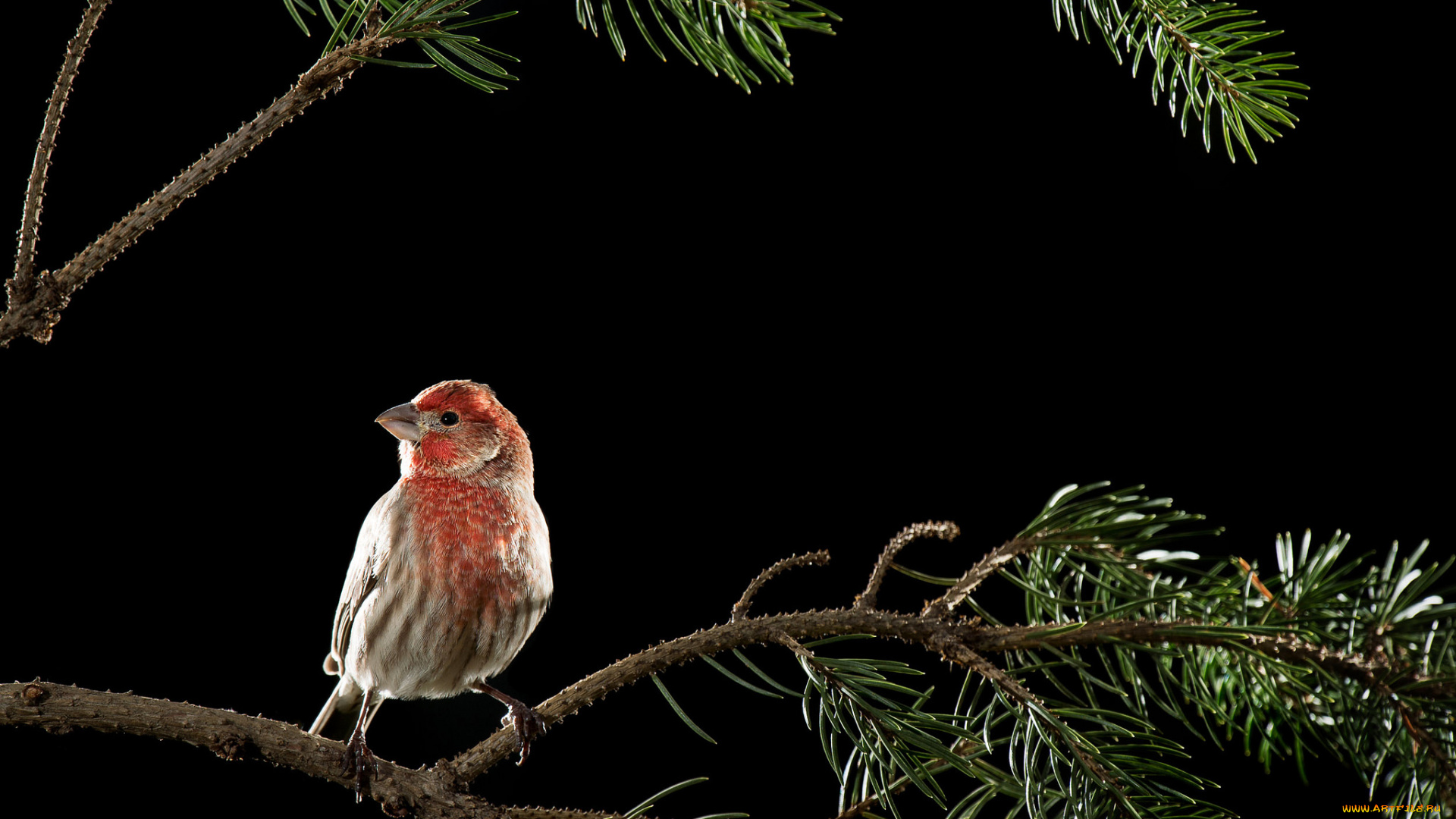 животные, птицы, птица, листья, ветка, ночь