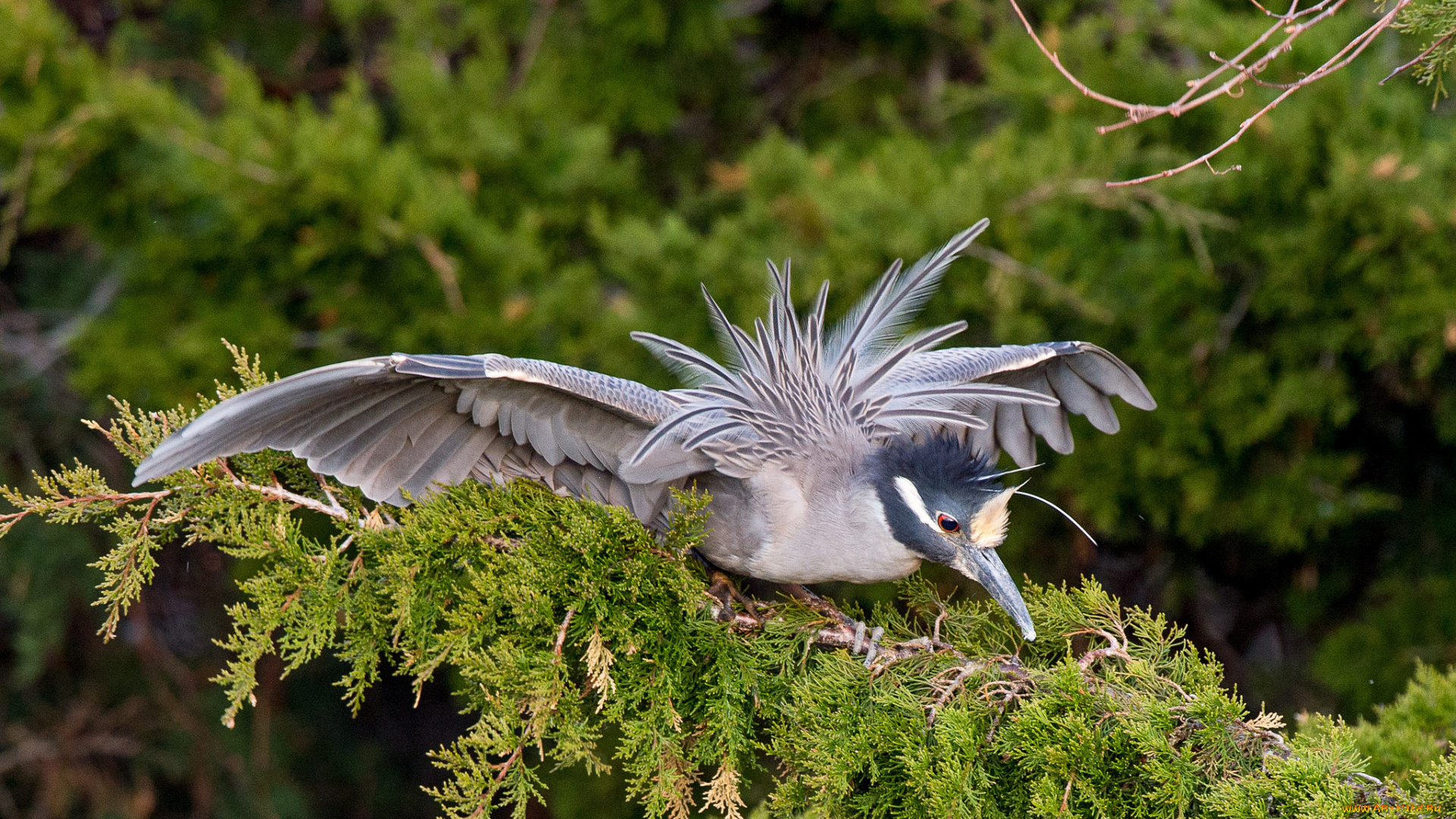 животные, птицы, птица, ветки