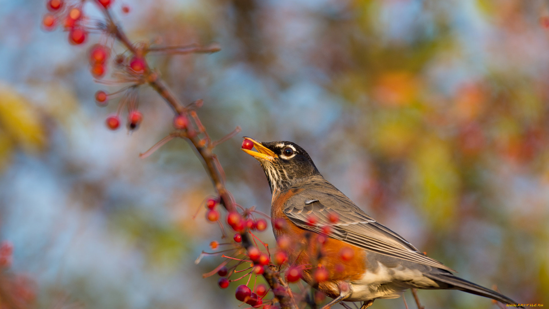 животные, птицы, ветка, ягоды, птица