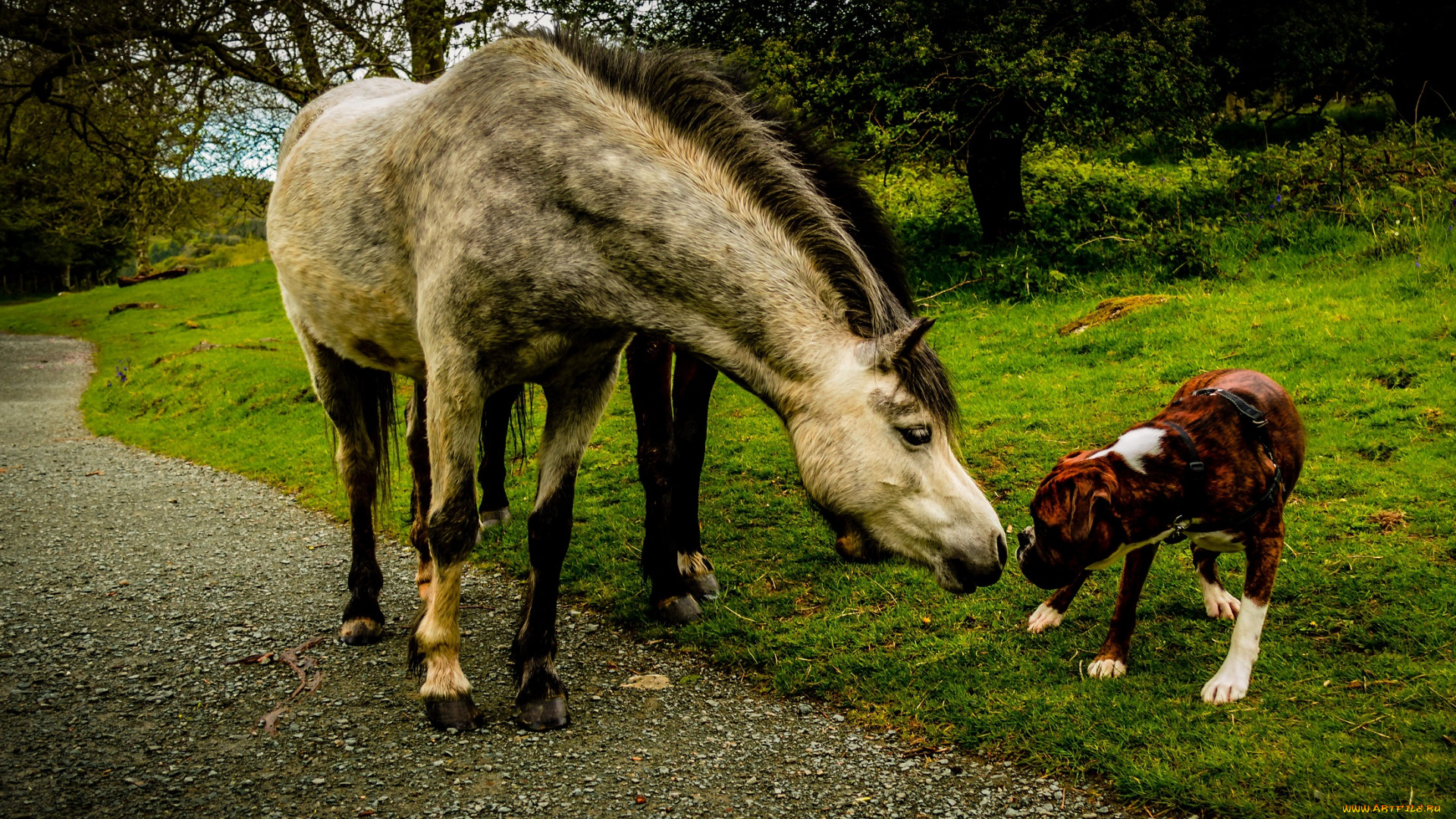 животные, разные, вместе, нюхаются, собака, пёс, лошадь, луг