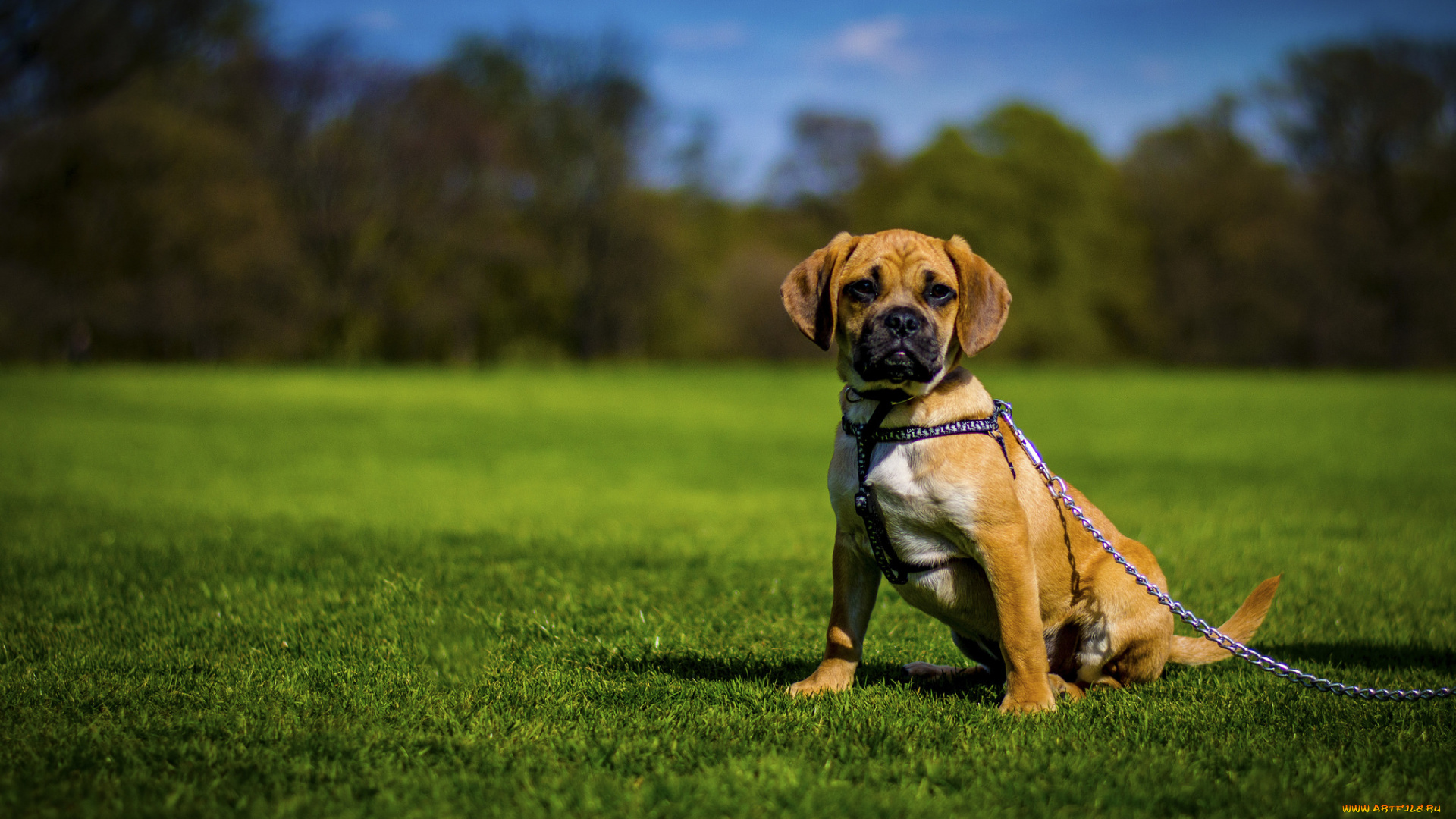 животные, собаки, луг, собака, щенок