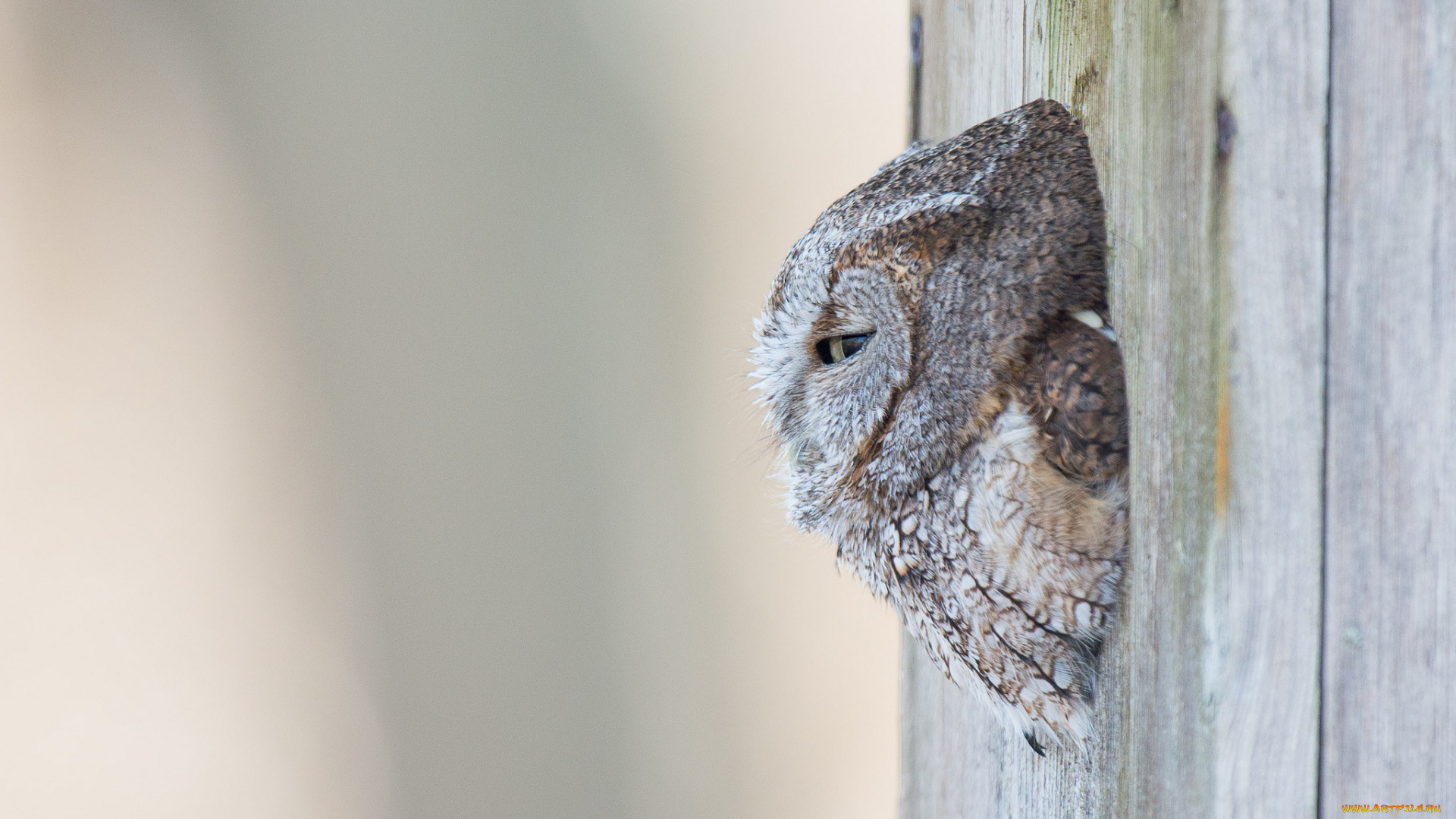 животные, совы, сова, дупло, дерево, фон