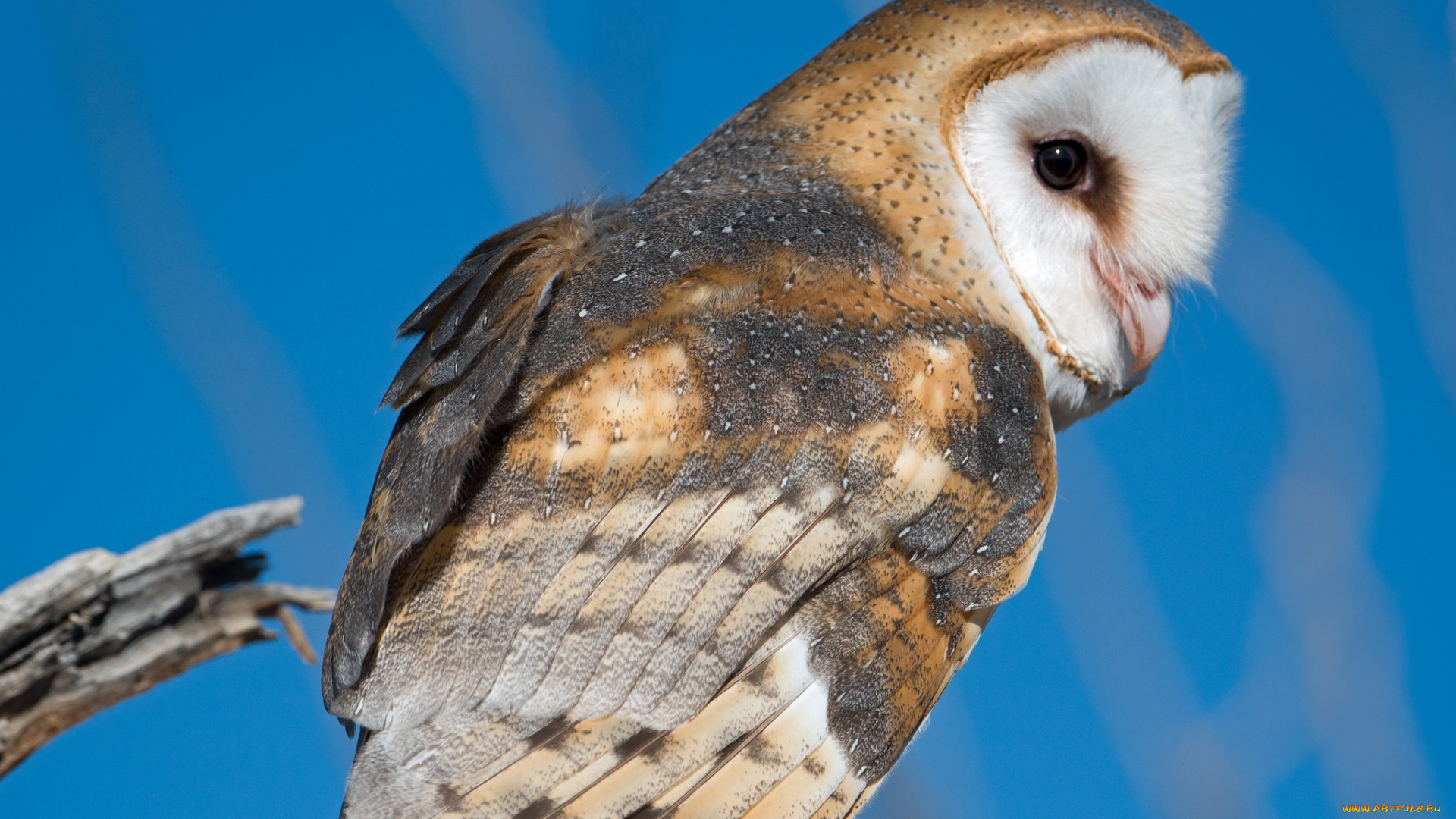 животные, совы, сова, небо