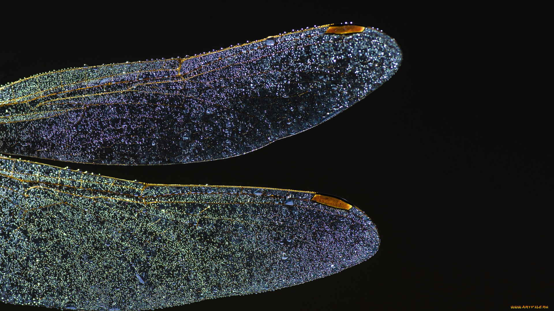 животные, стрекозы, капли, чёрный, фон, стрекоза, макро, крылья