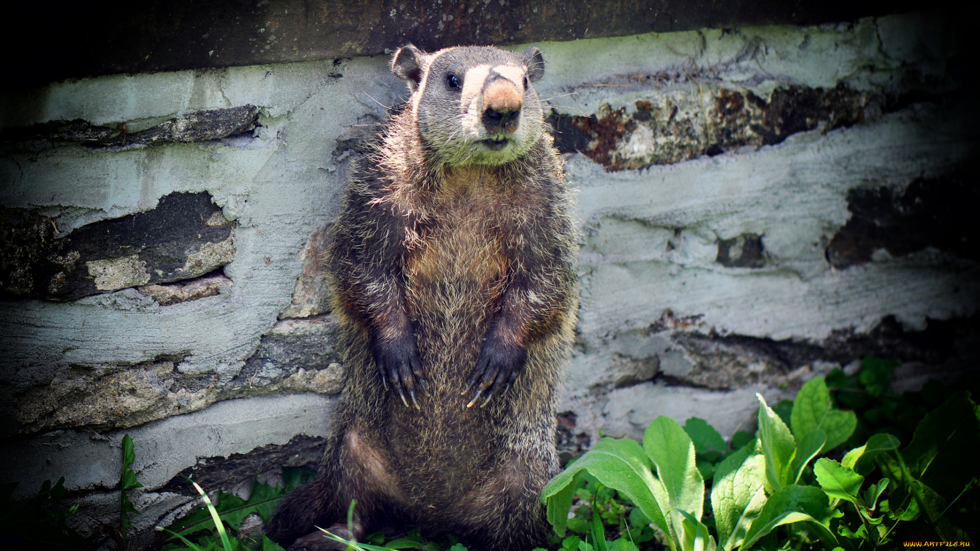 животные, суслики, , сурки, зверёк, сурок