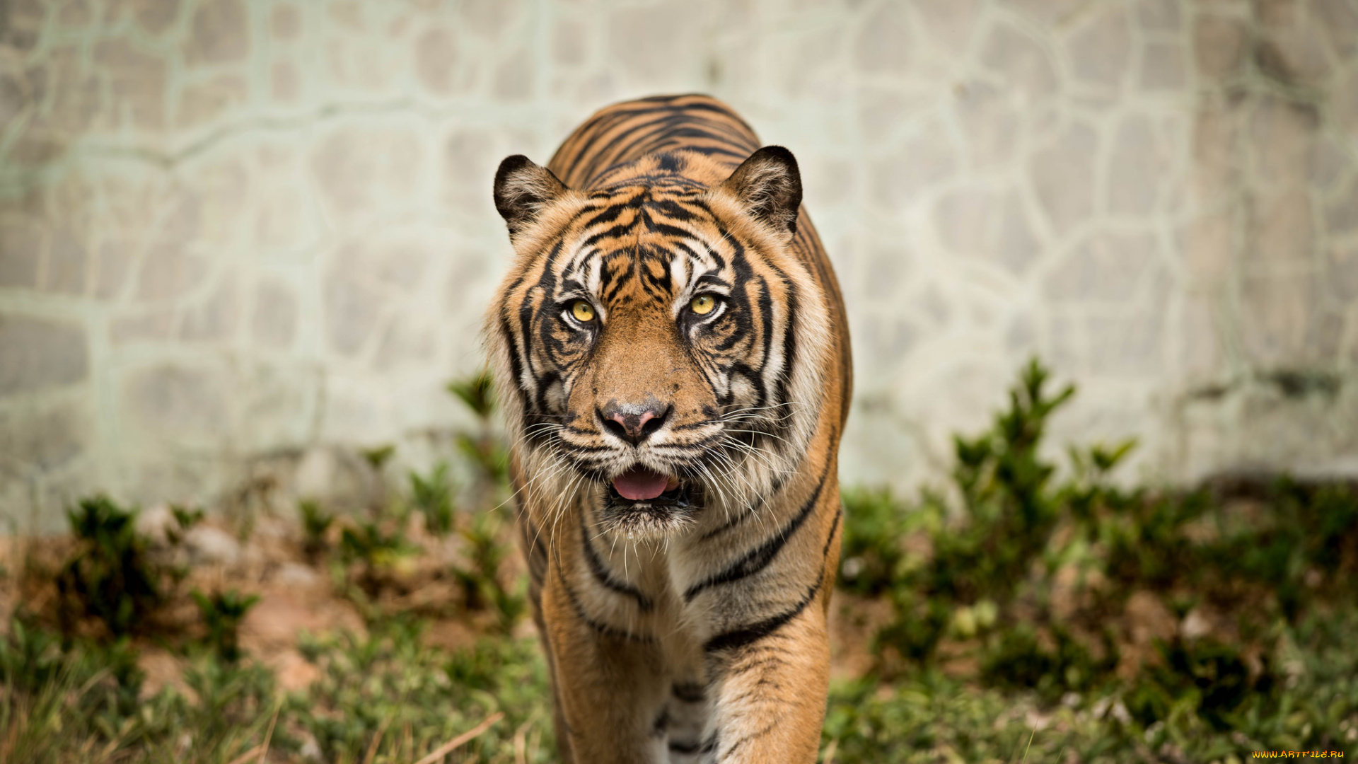 животные, тигры, тигра