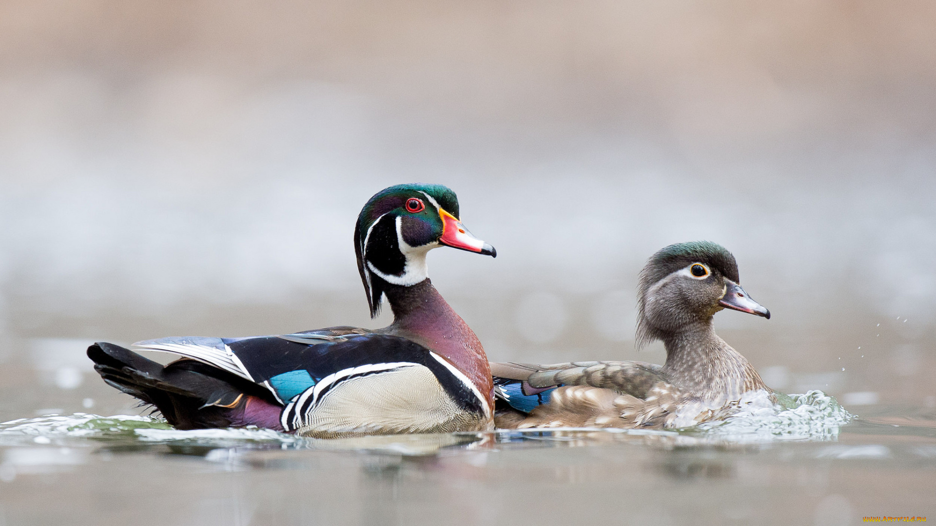 животные, утки