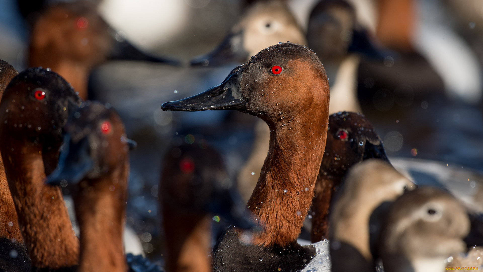 животные, утки, озеро