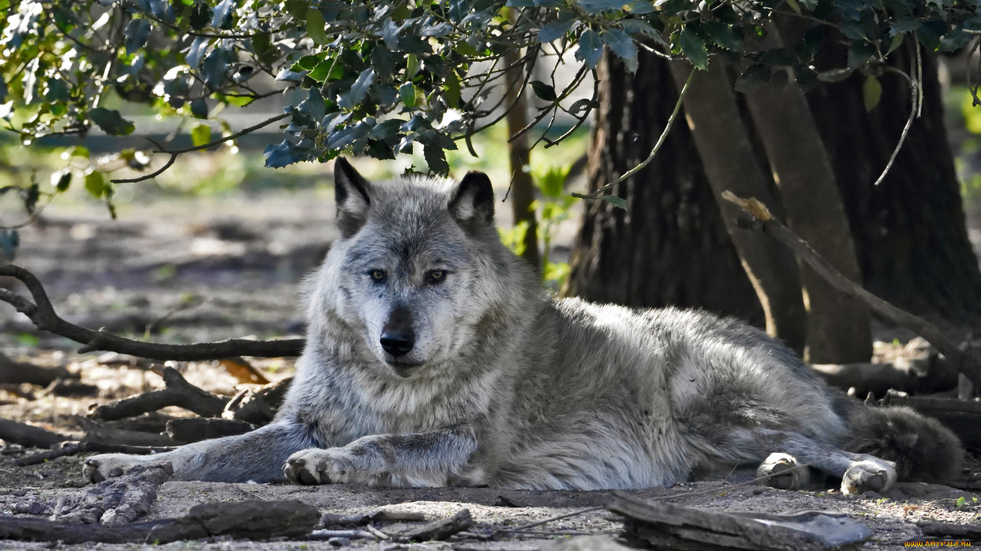 животные, волки, , койоты, , шакалы, ветки, отдых, хищник, волк