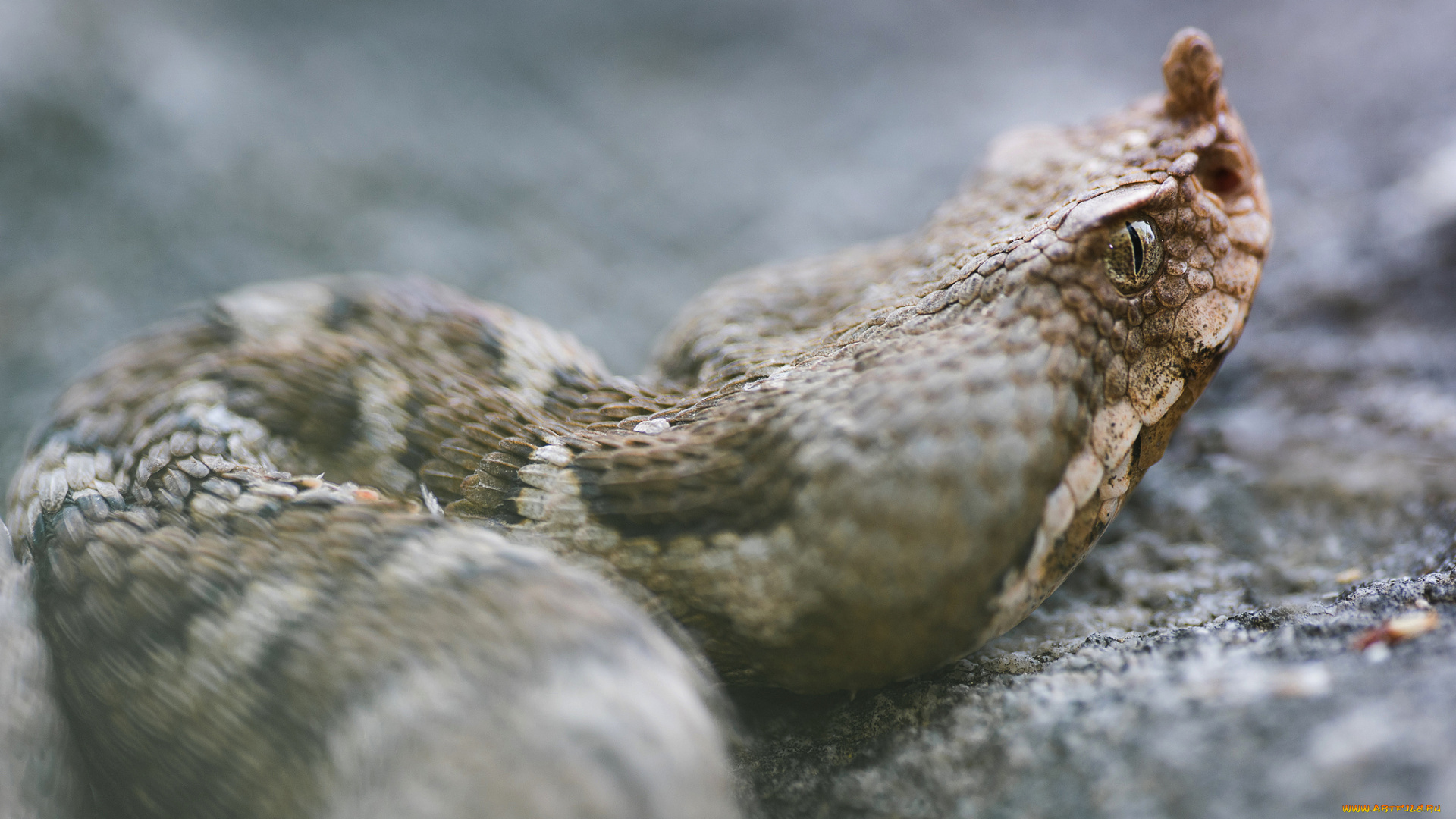 животные, змеи, , питоны, , кобры, макро, камень, змея