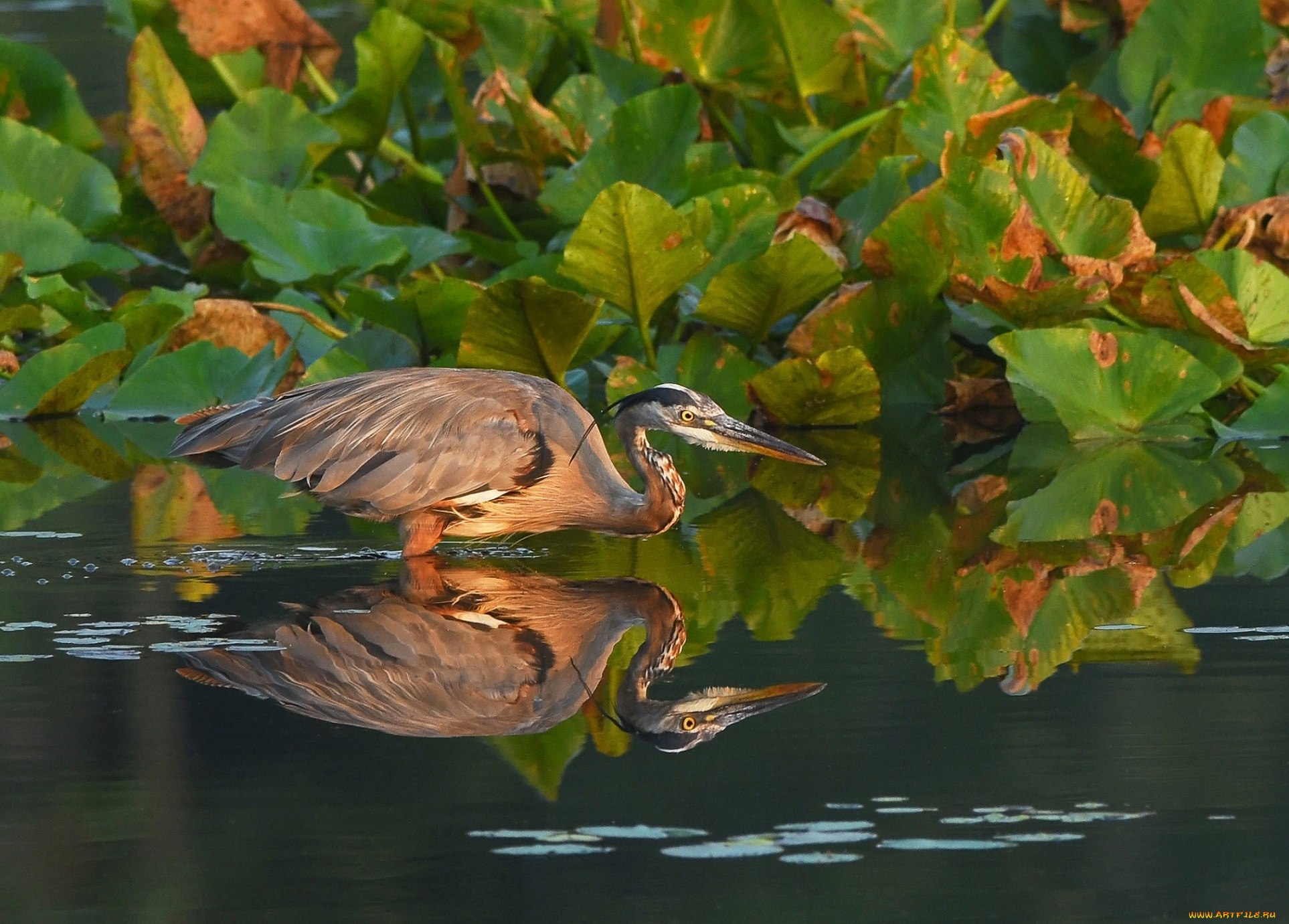 животные, цапли, , выпи, цапля, отражение, вода