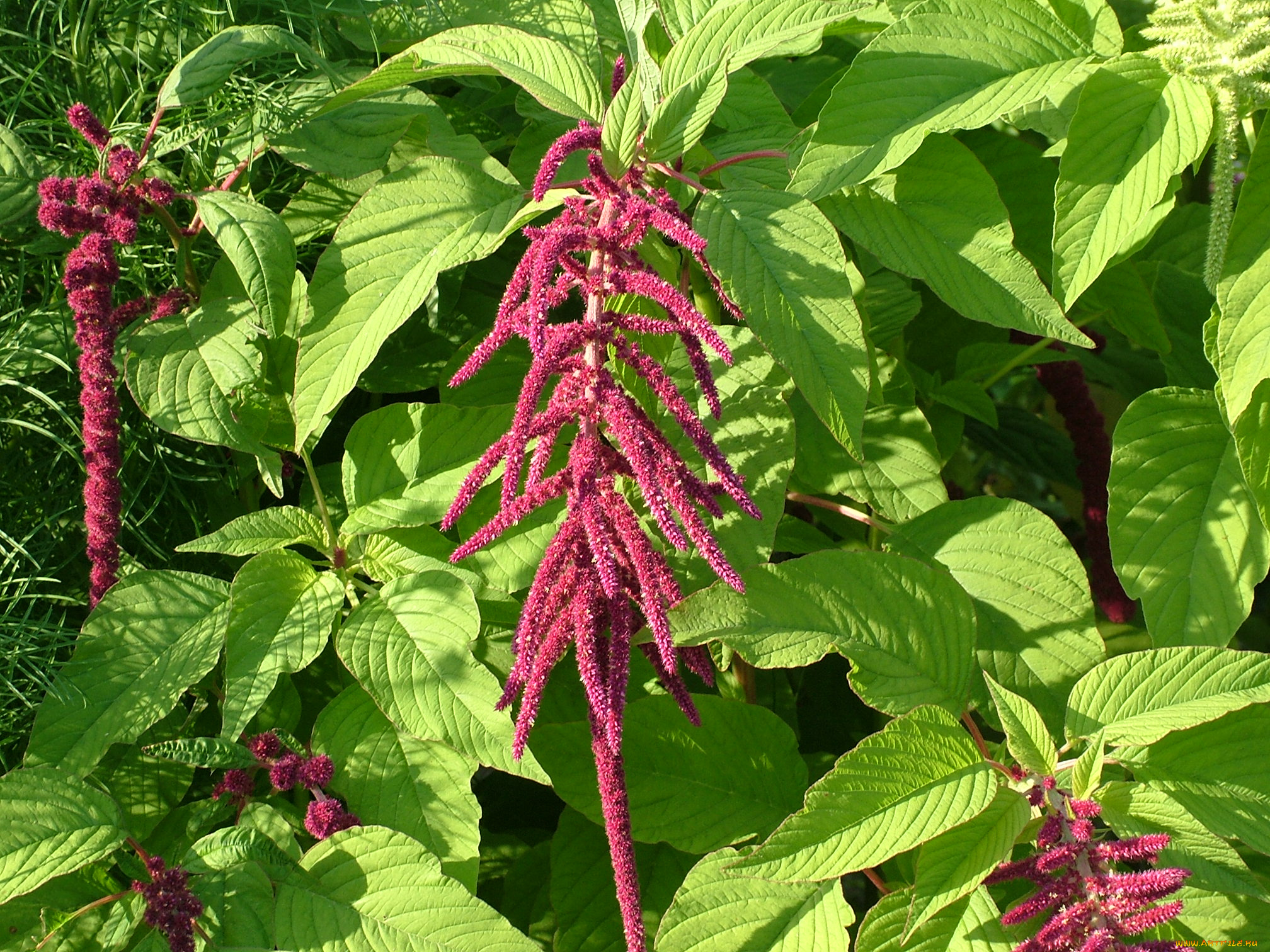 цветы, flower, exotic