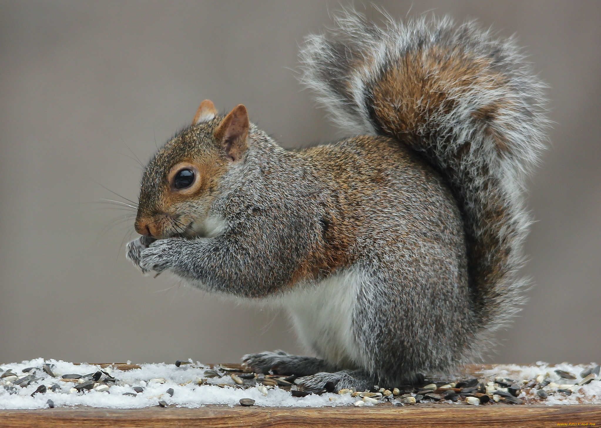 животные, белки, белка