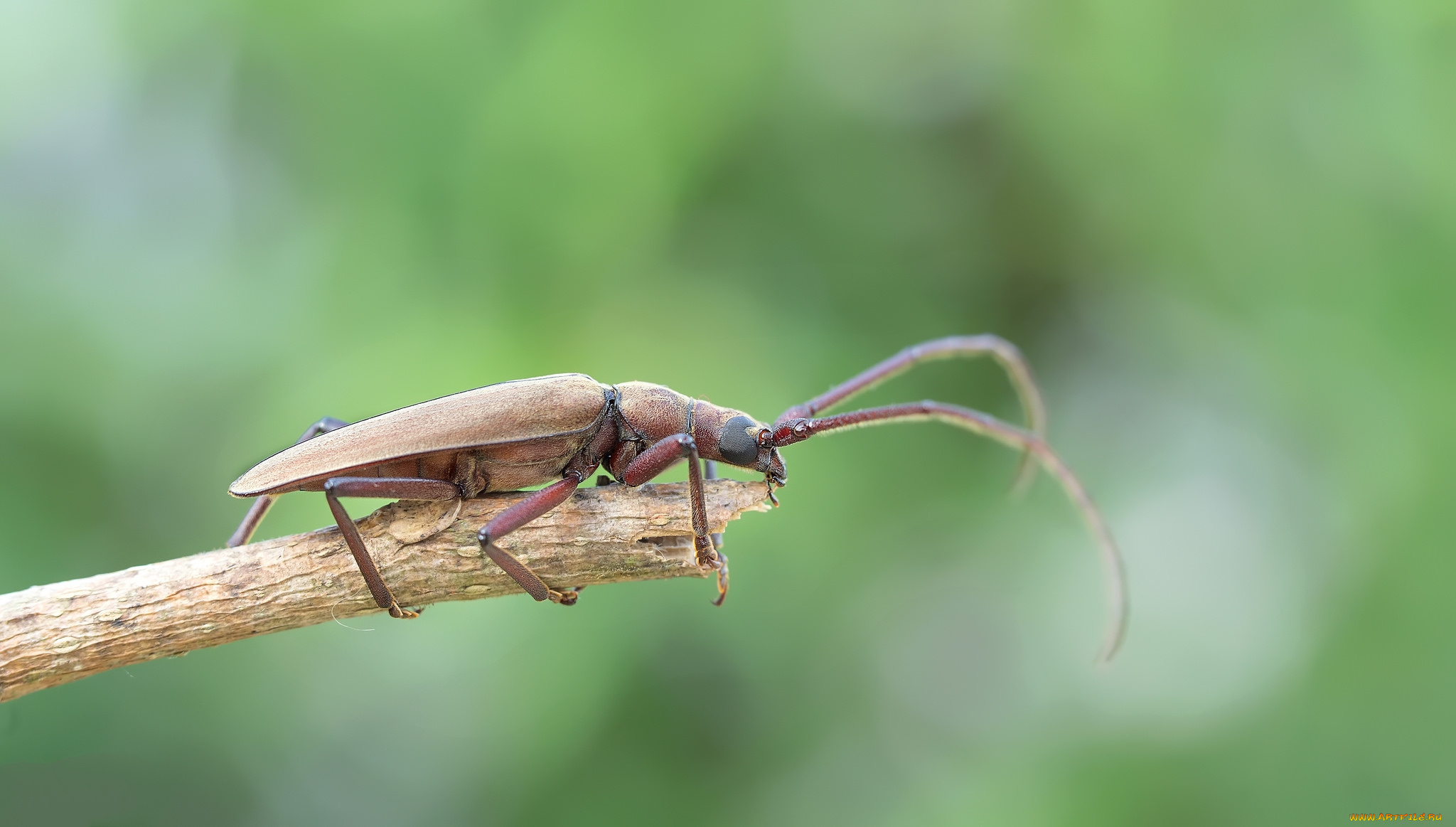 животные, насекомые, жучок