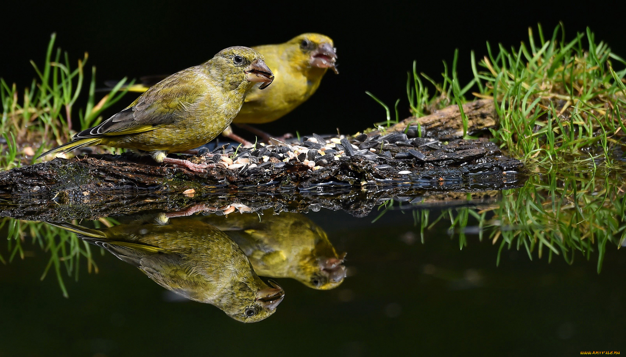 животные, птицы, птахи