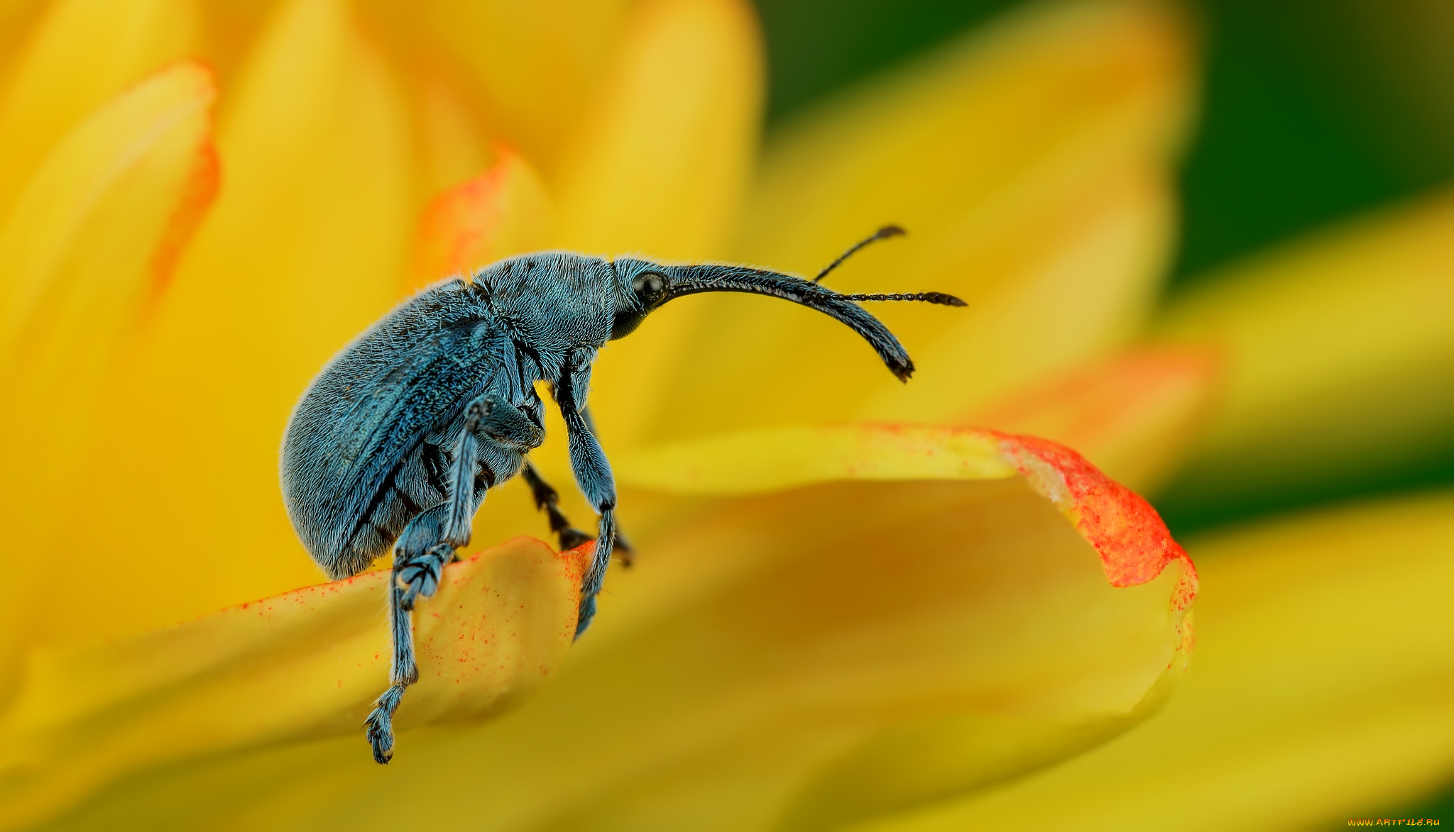 животные, насекомые, жучок