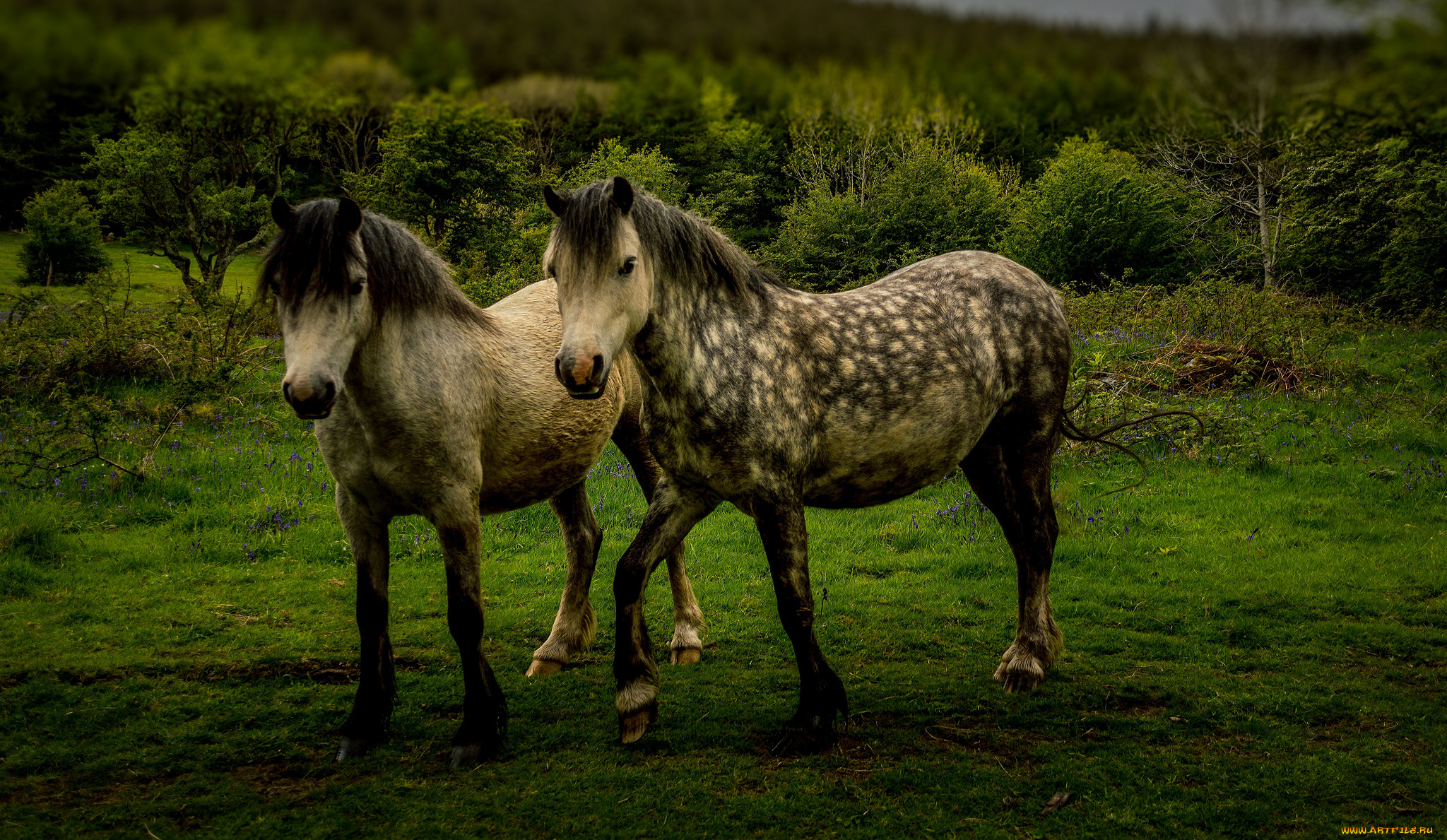 животные, лошади, луг