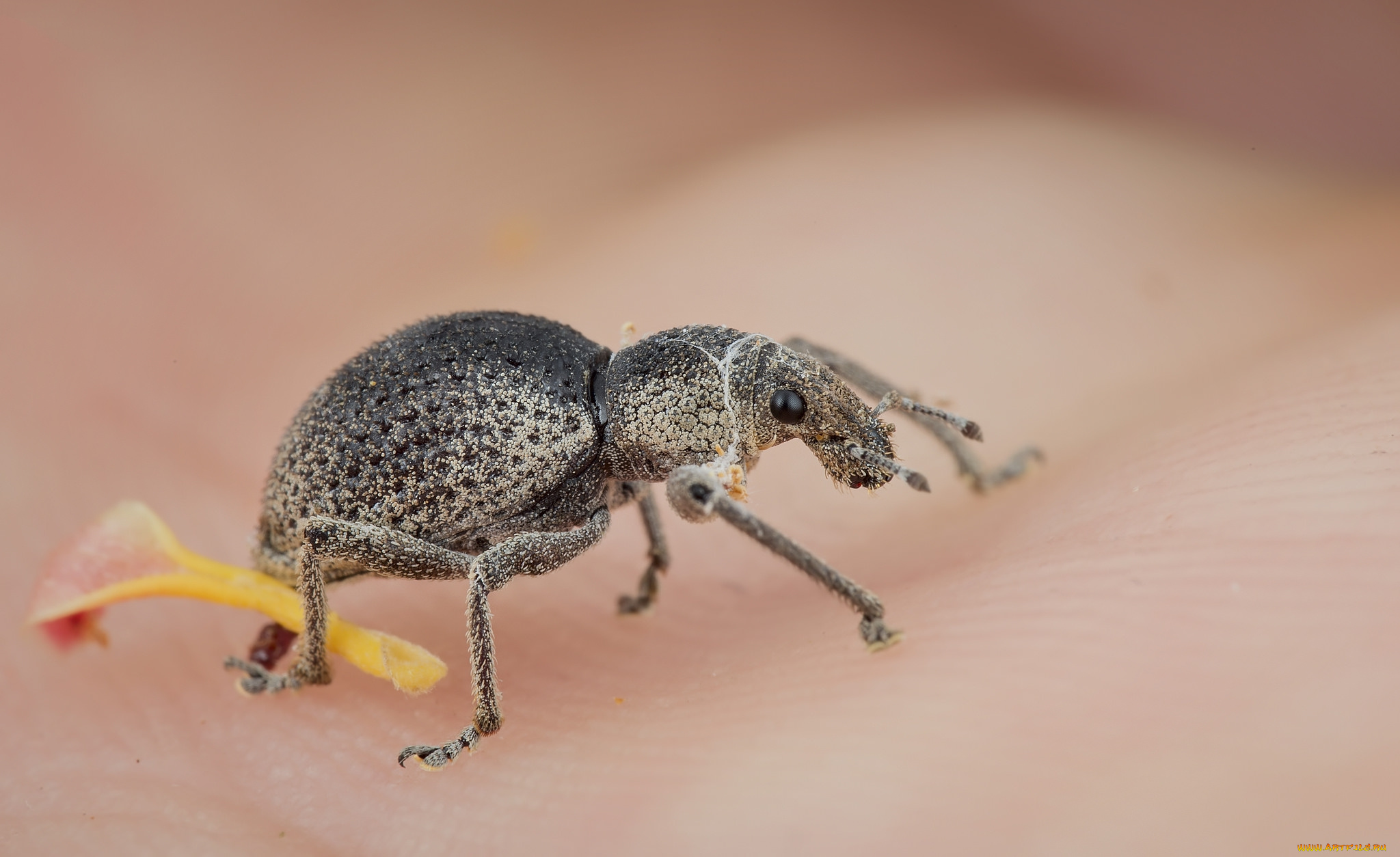 животные, насекомые, жучок