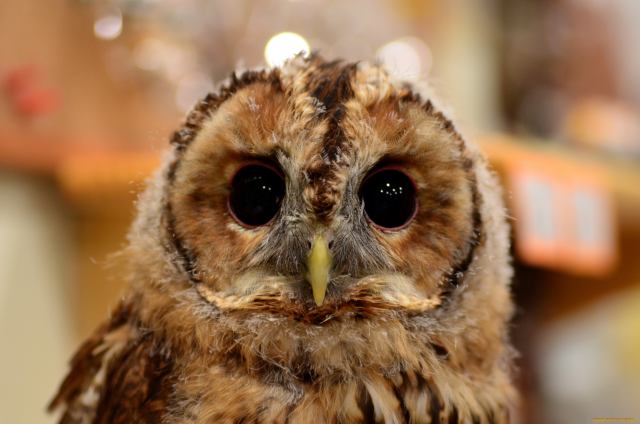 животные, совы, взгляд, сова