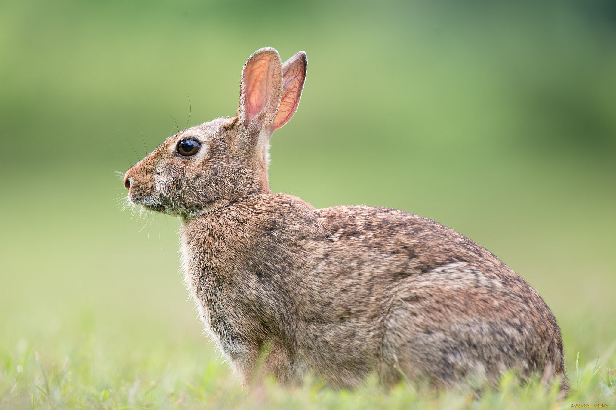 животные, кролики, , зайцы, заяц