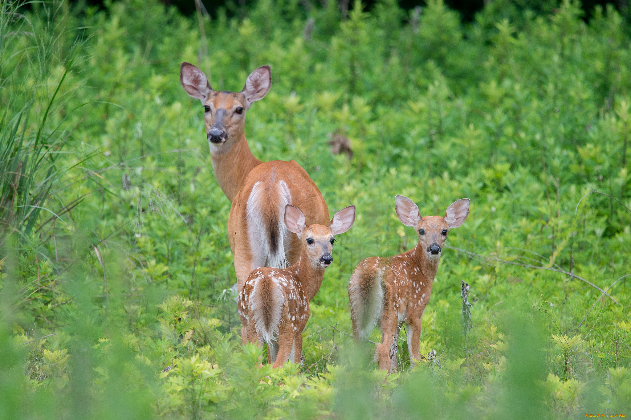 животные, олени, луг