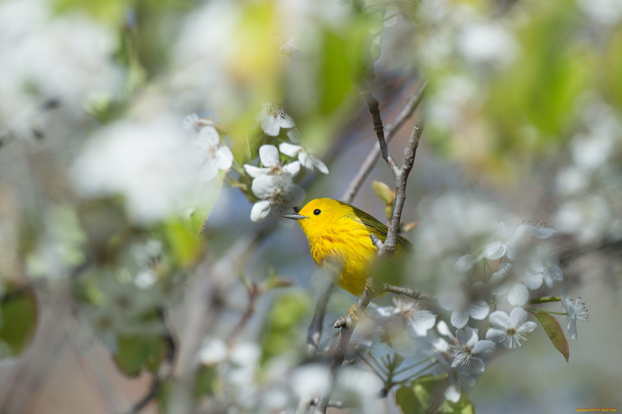 животные, птицы, фон, ветки, листья, птичка, цветы, весна