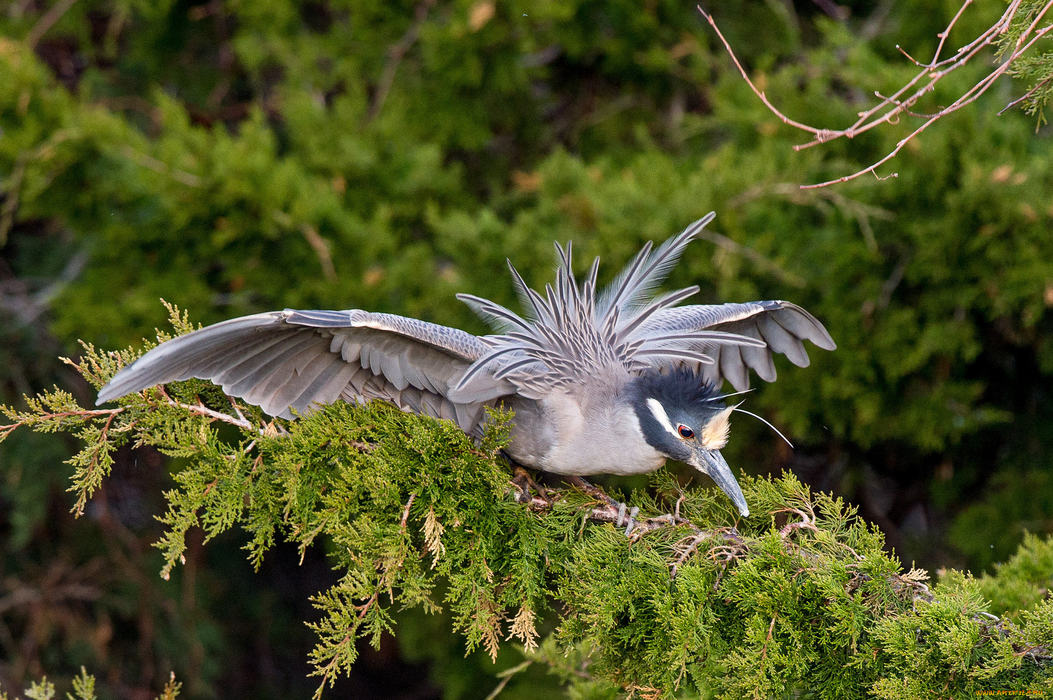 животные, птицы, птица, ветки