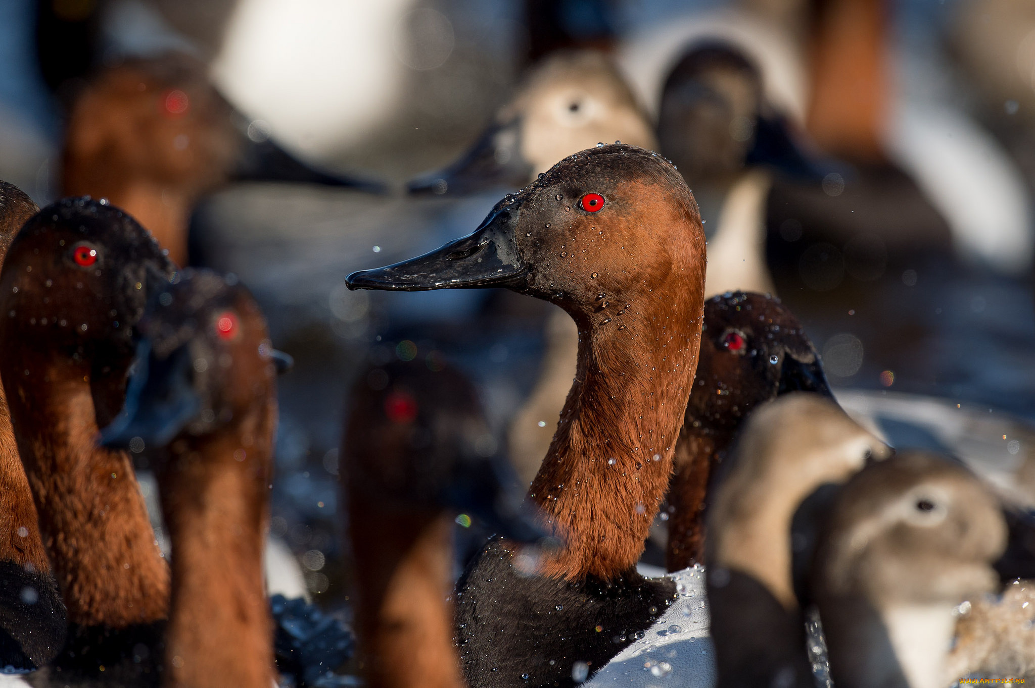 животные, утки, озеро
