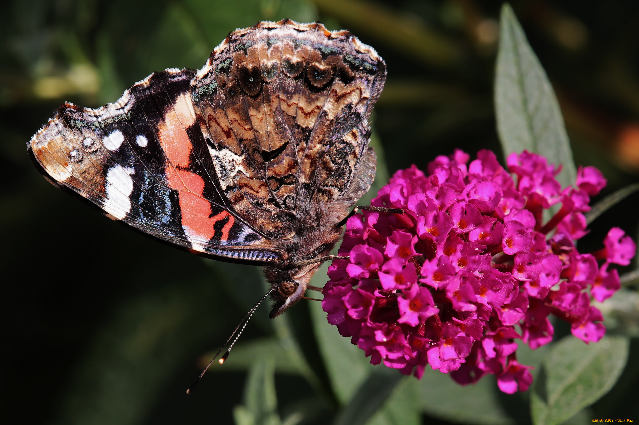 животные, бабочки, , мотыльки, , моли, цветы, бабочка