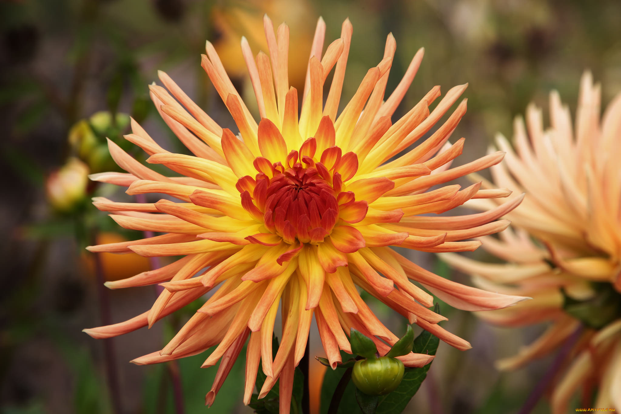 цветы, георгины