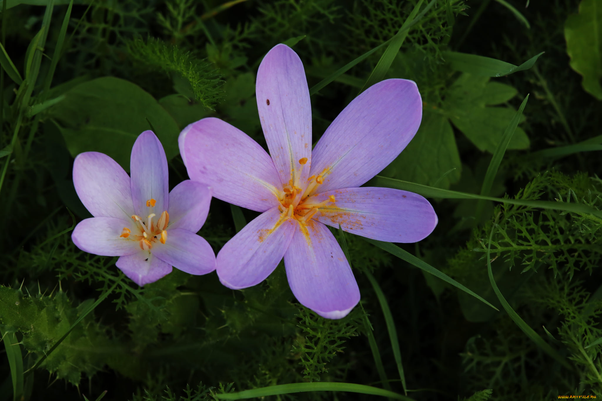 цветы, крокусы