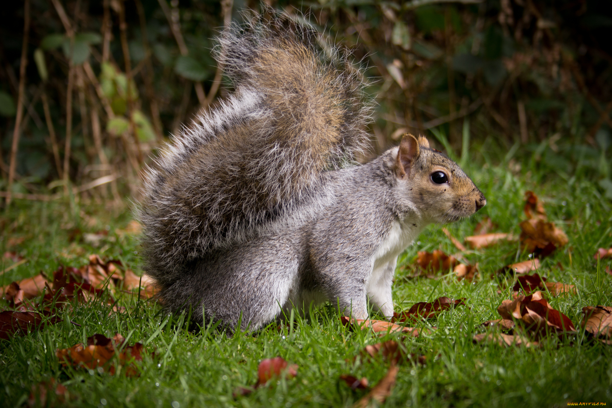 животные, белки, белка