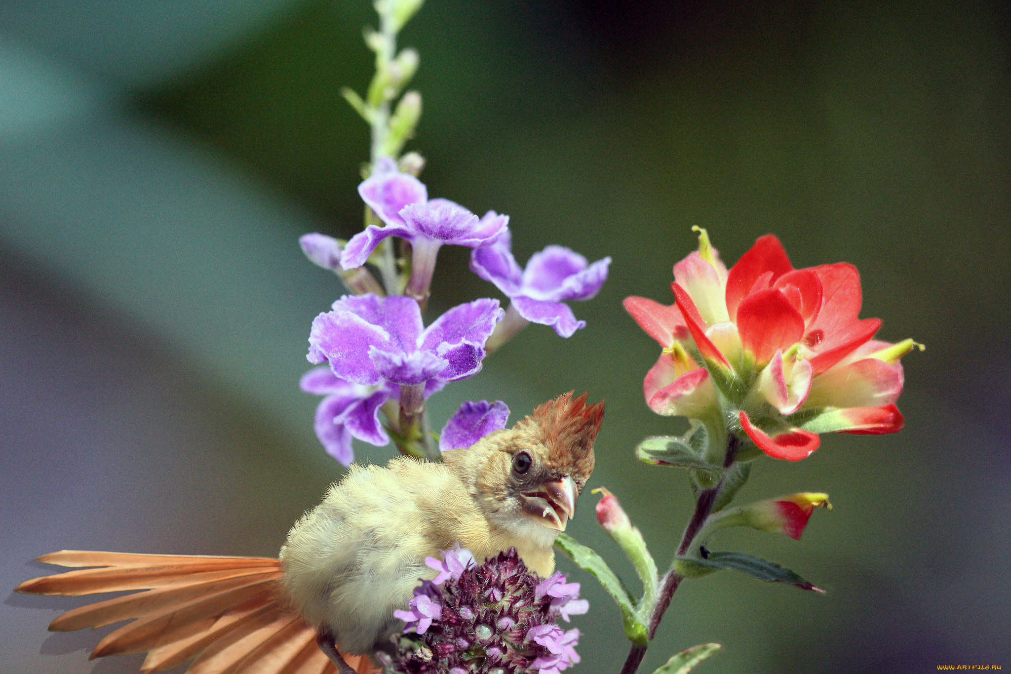животные, кардиналы, птица, цветы