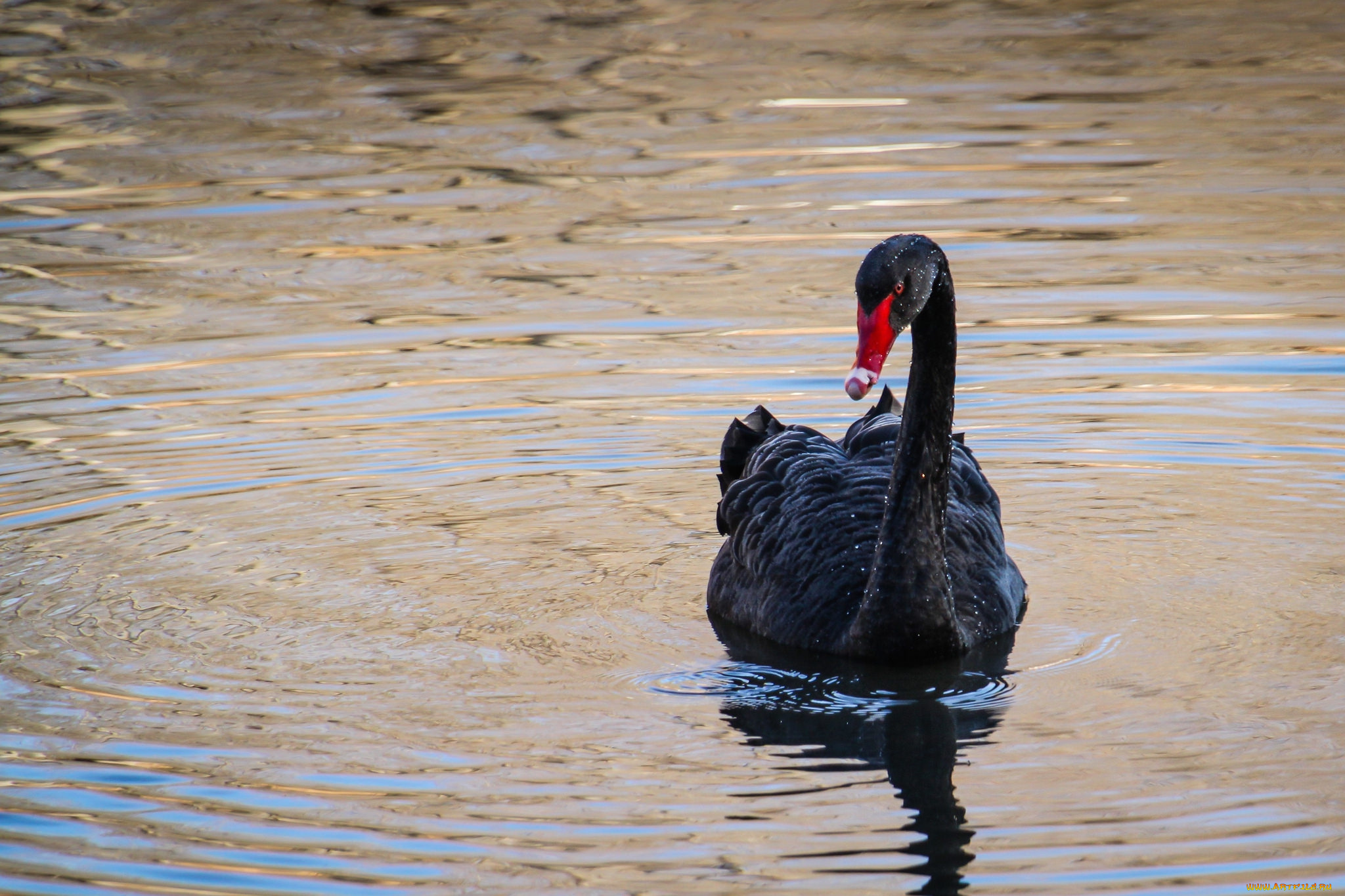 животные, лебеди, лебедь, черный