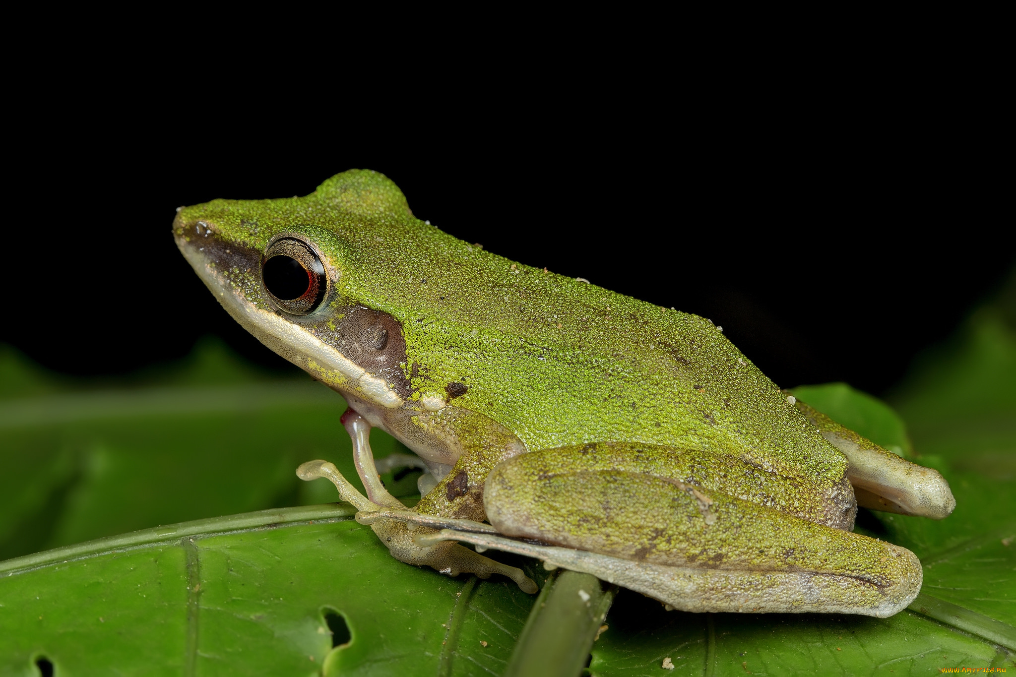 животные, лягушки, лягушка