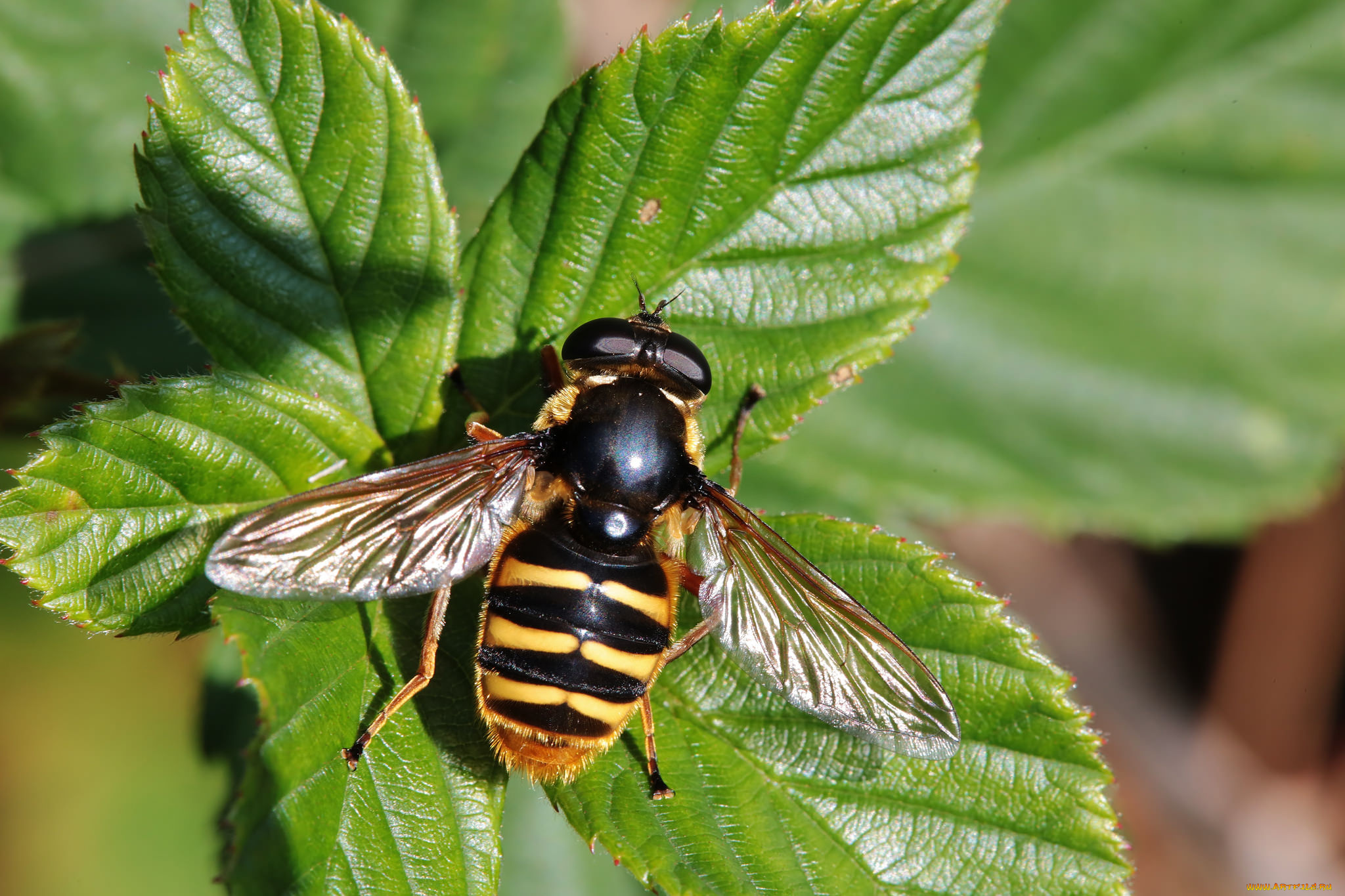 животные, насекомые, насекомое, листья