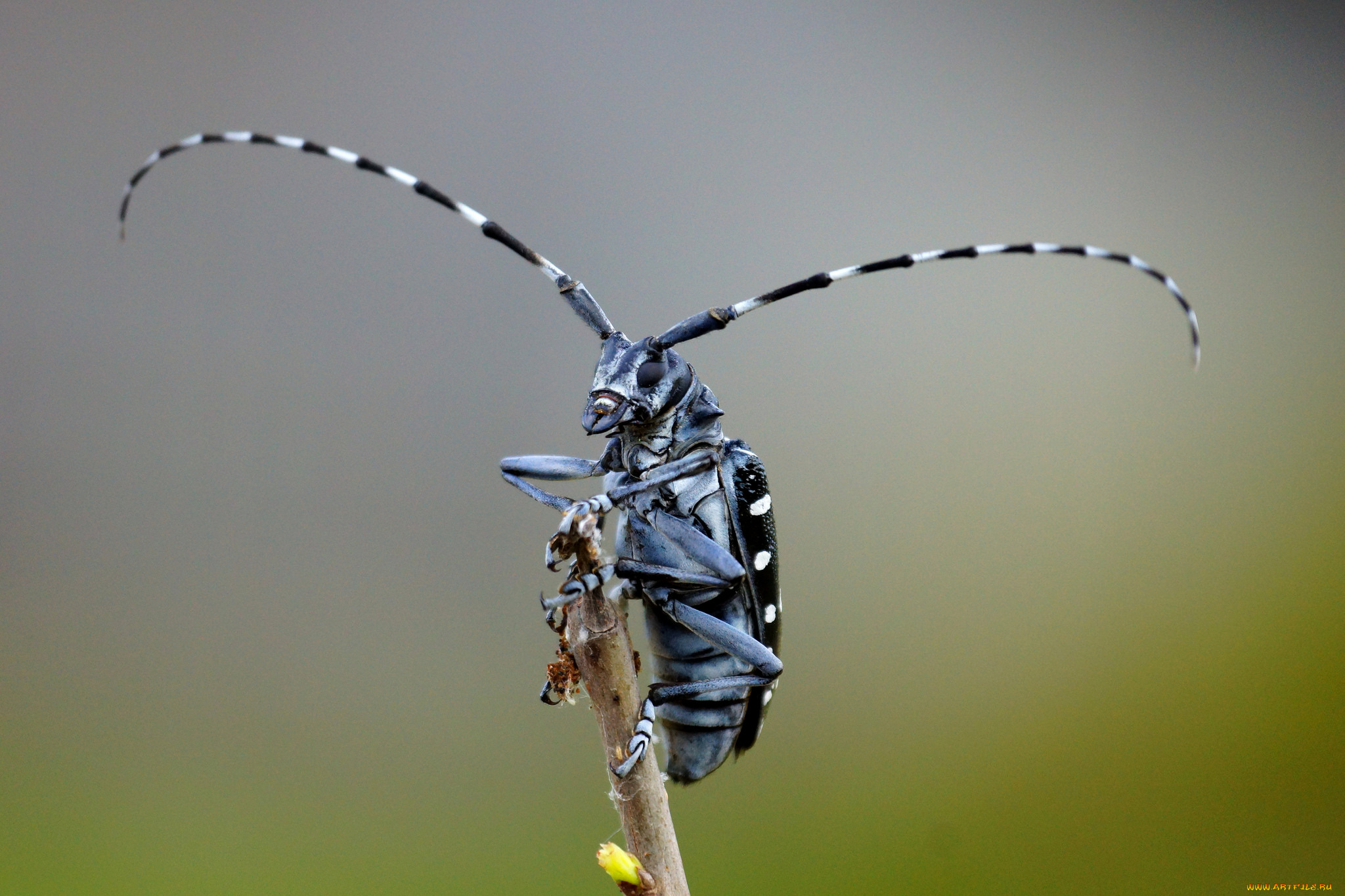 животные, насекомые, жучок