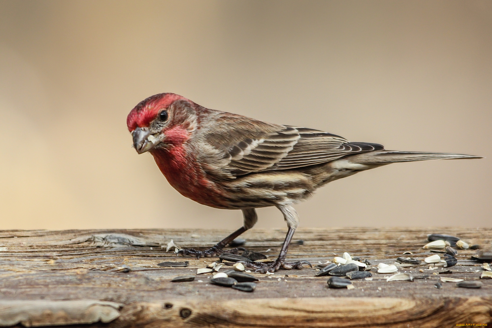 животные, птицы, птаха