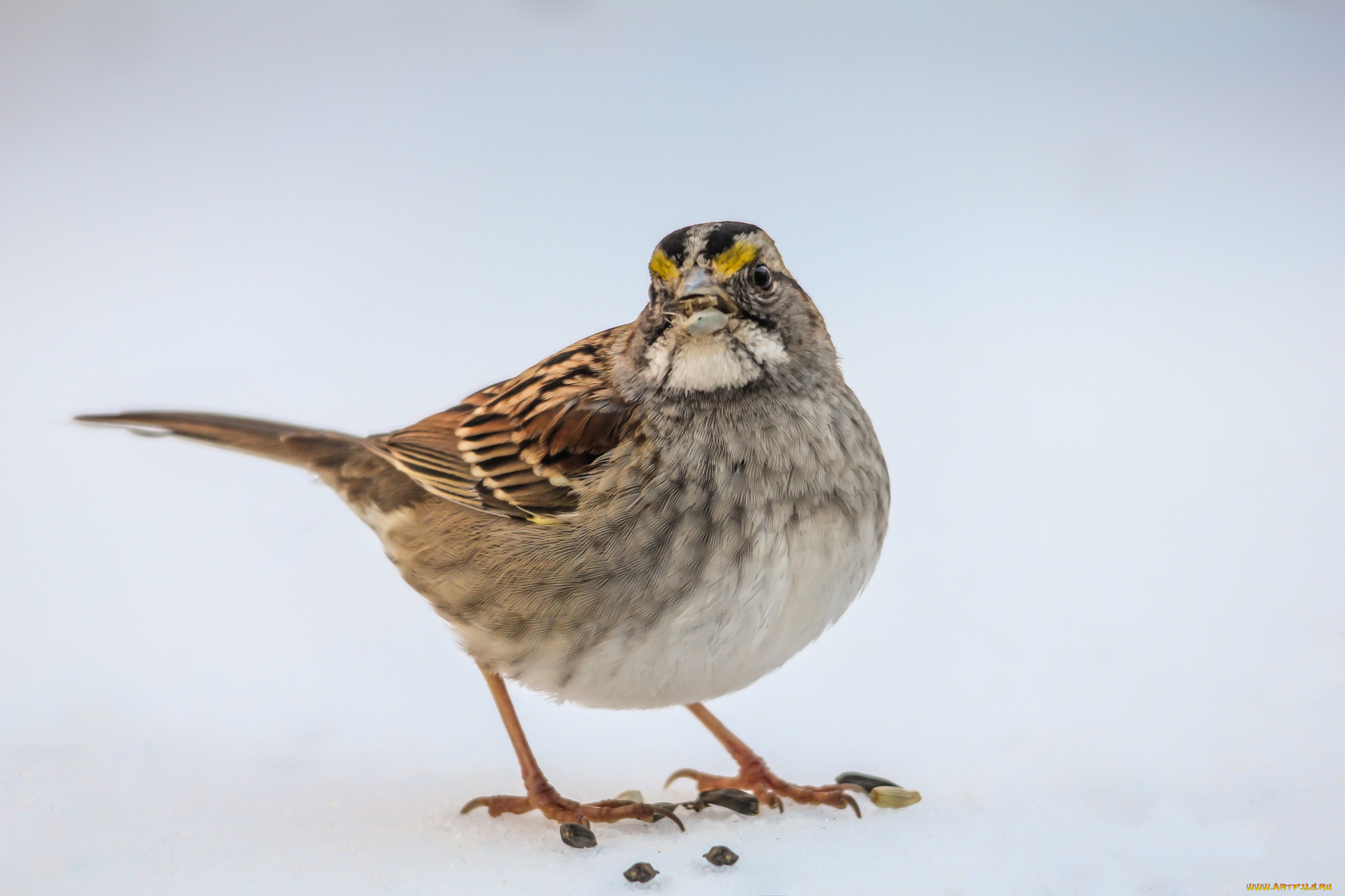 животные, птицы, птаха