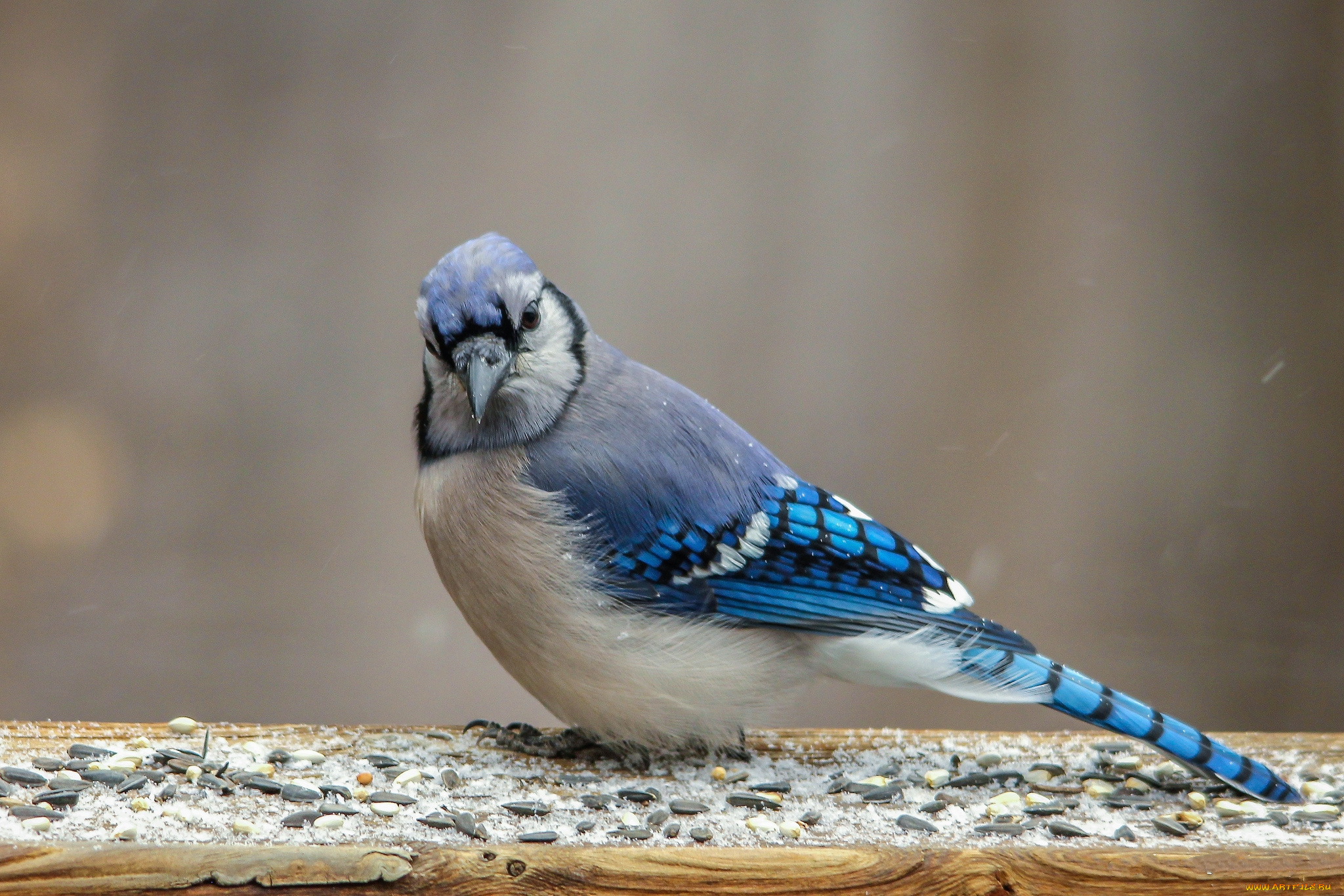 животные, птицы, птаха