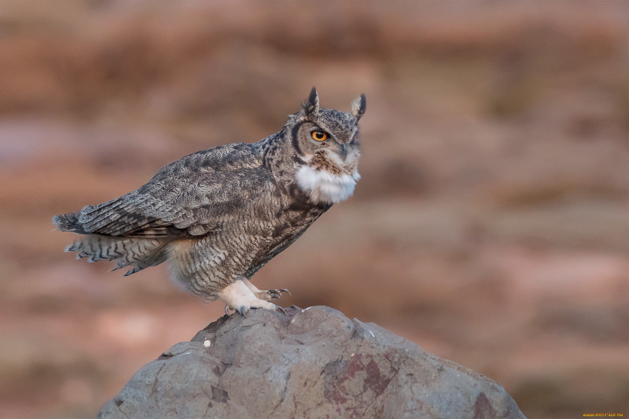 животные, совы, сова