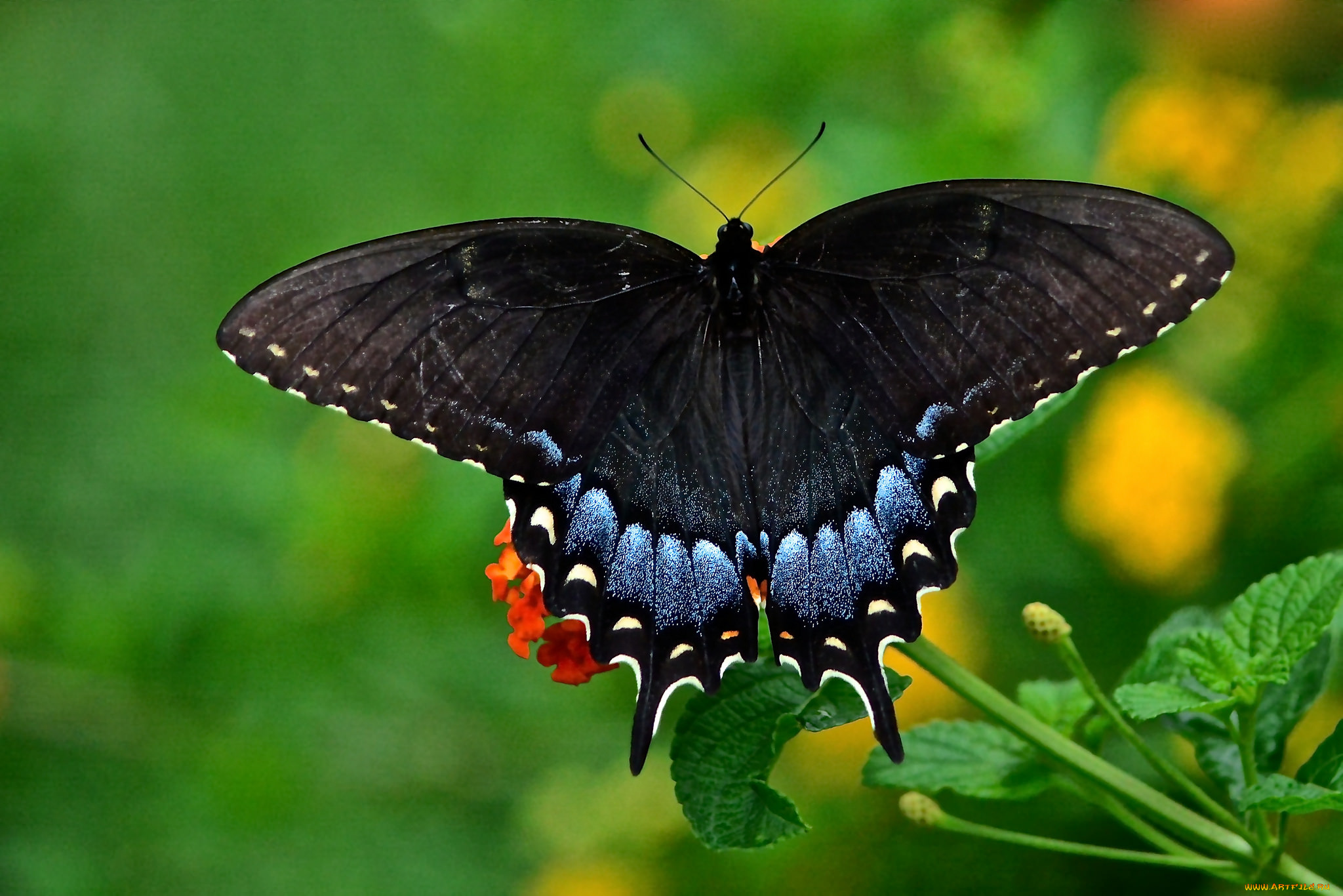 животные, бабочки, , мотыльки, , моли, бабочка