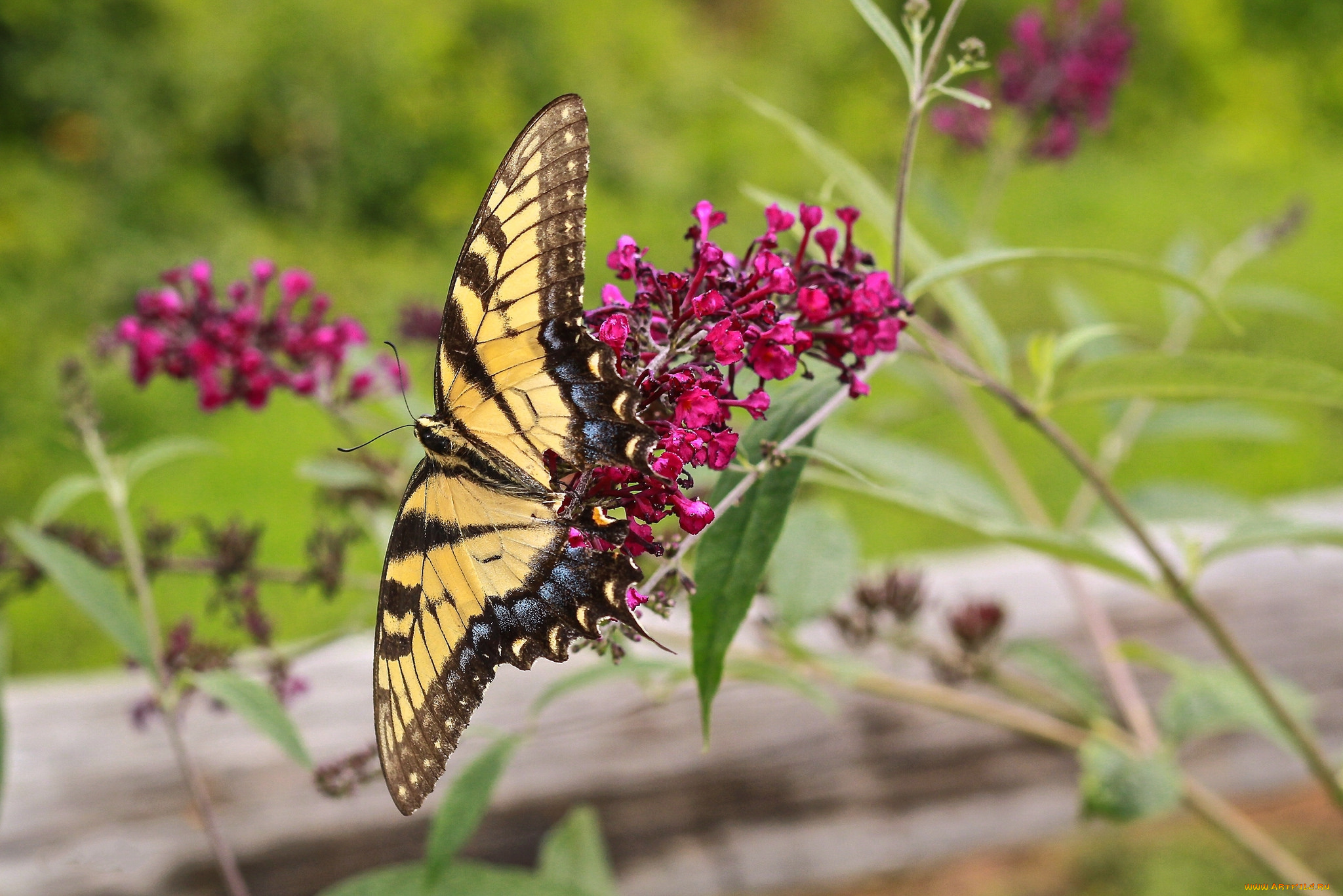 животные, бабочки, , мотыльки, , моли, бабочка