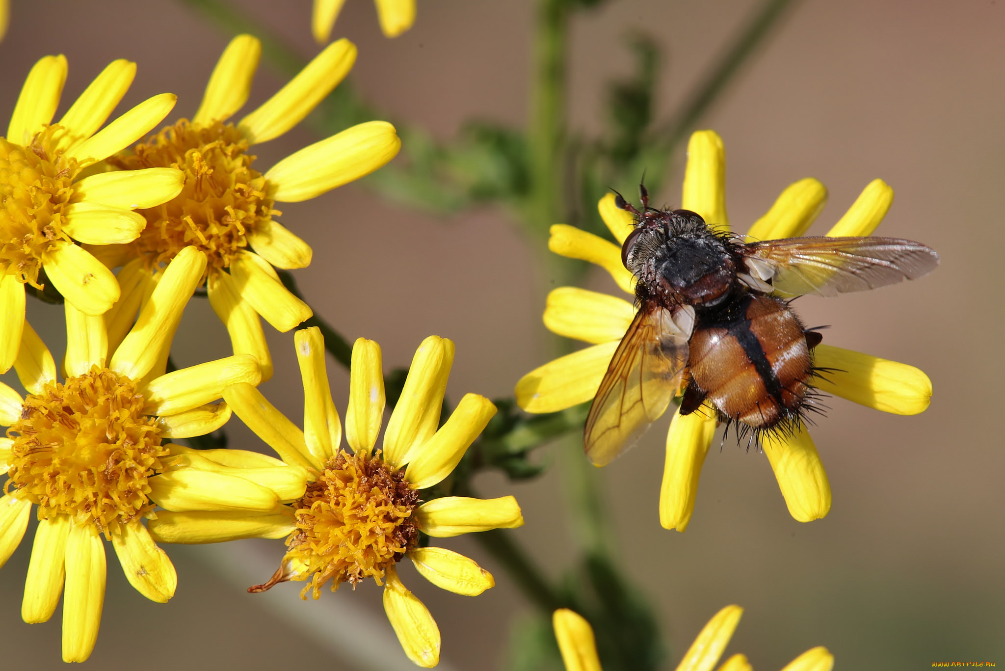 животные, насекомые, макро, насекомое, цветы