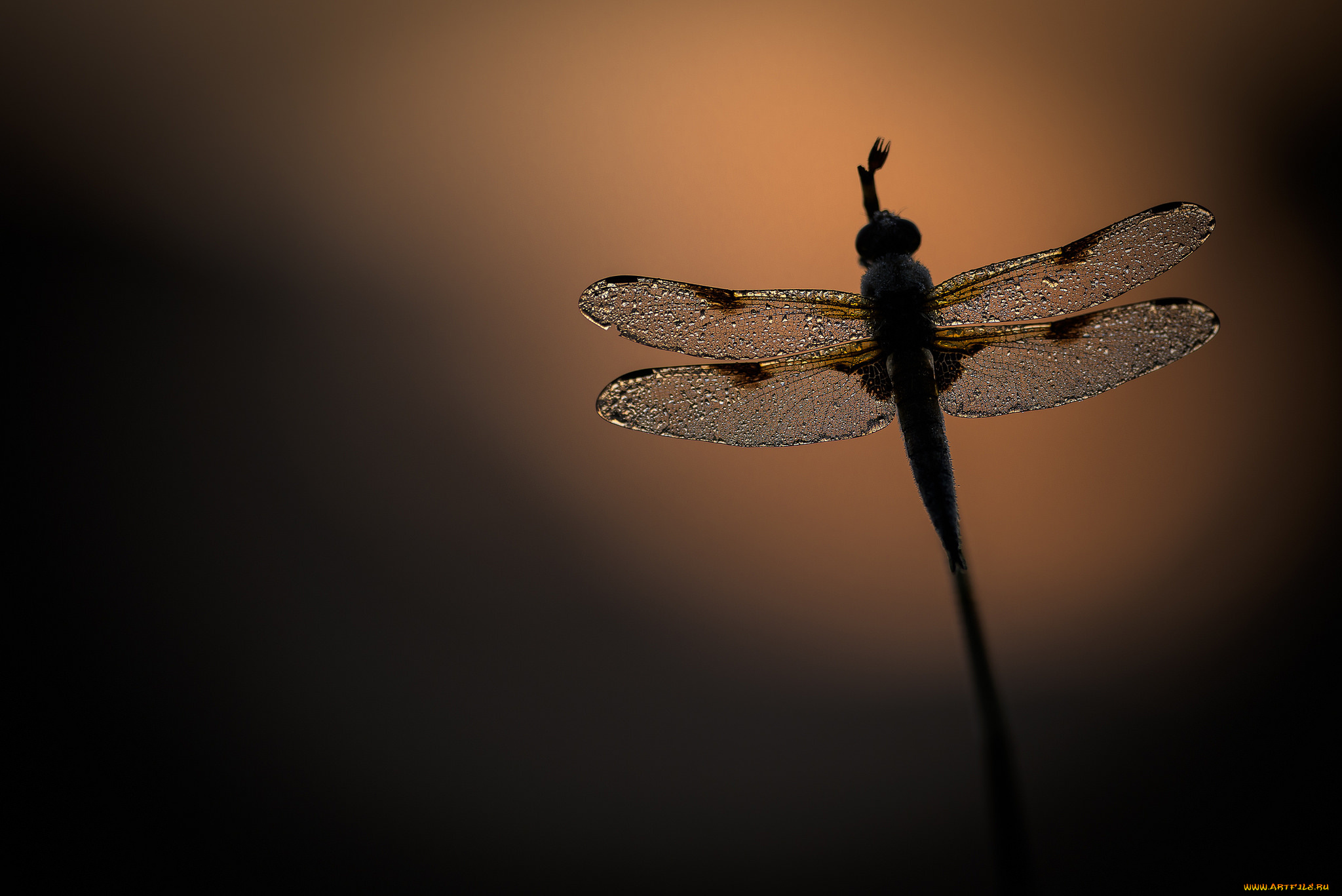 животные, стрекозы, стрекоза, вечер, фон
