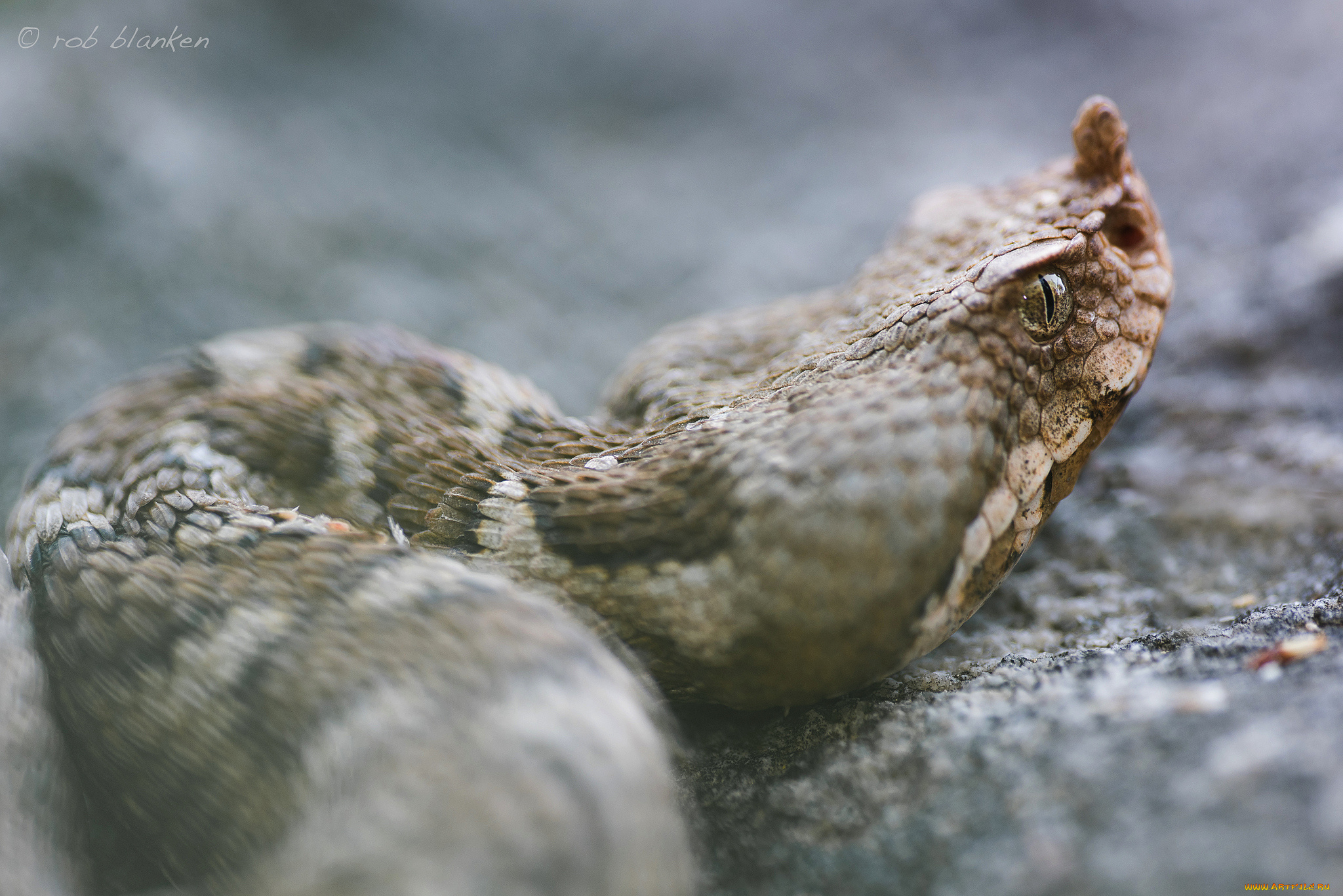 животные, змеи, , питоны, , кобры, макро, камень, змея