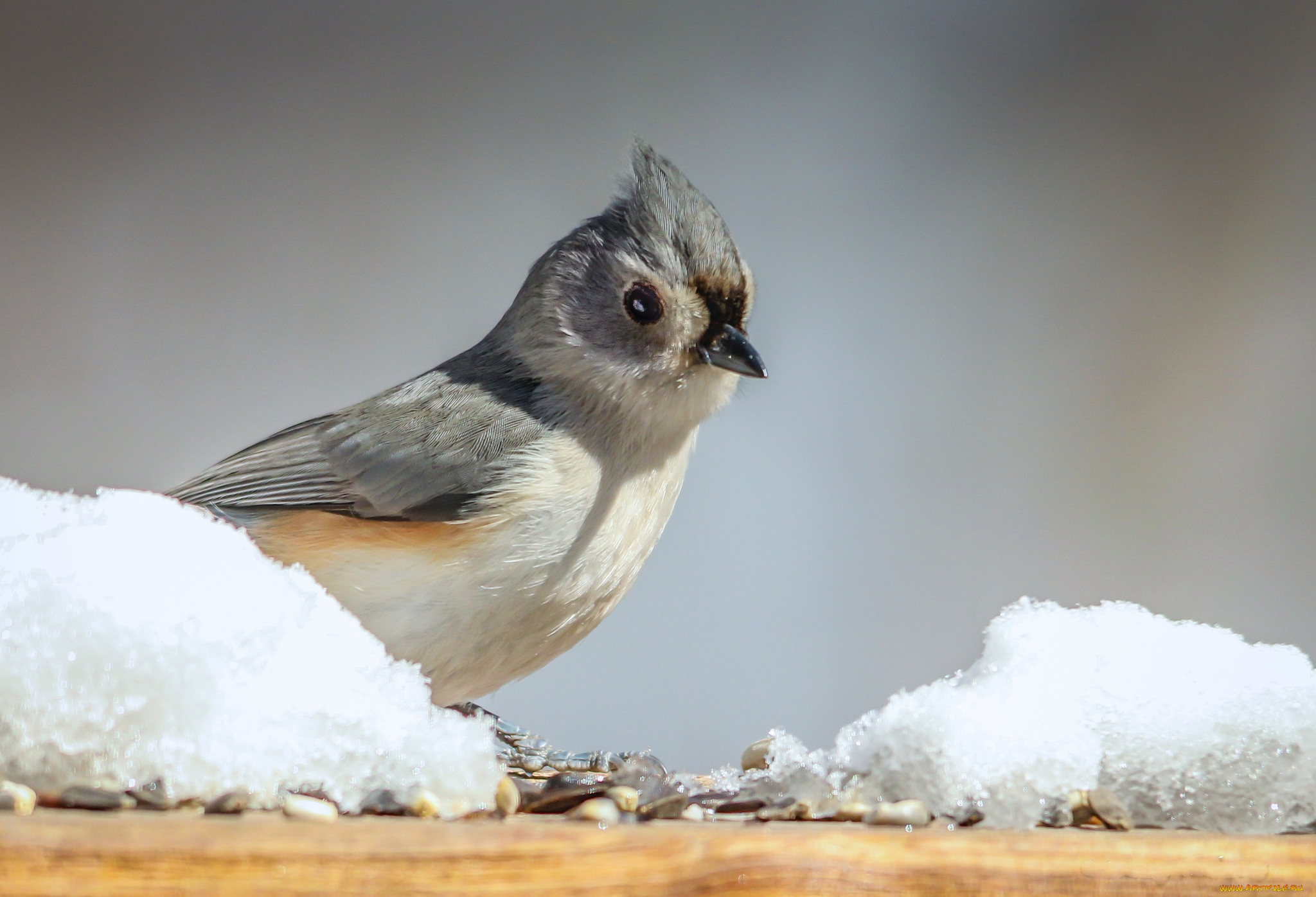 животные, птицы, птаха