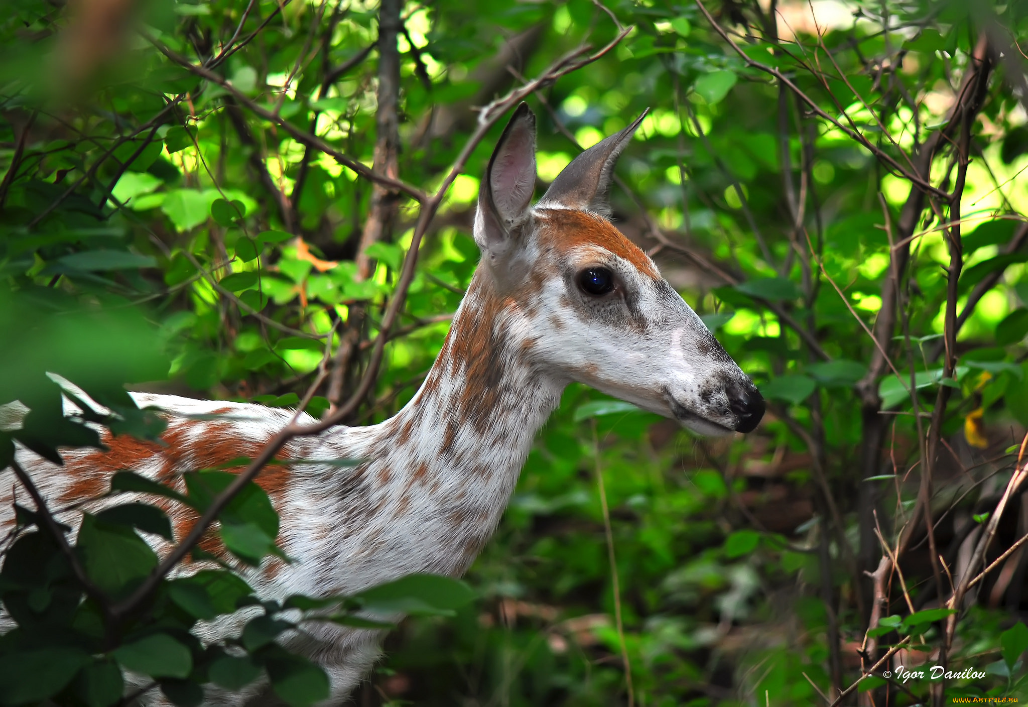 животные, олени, олень