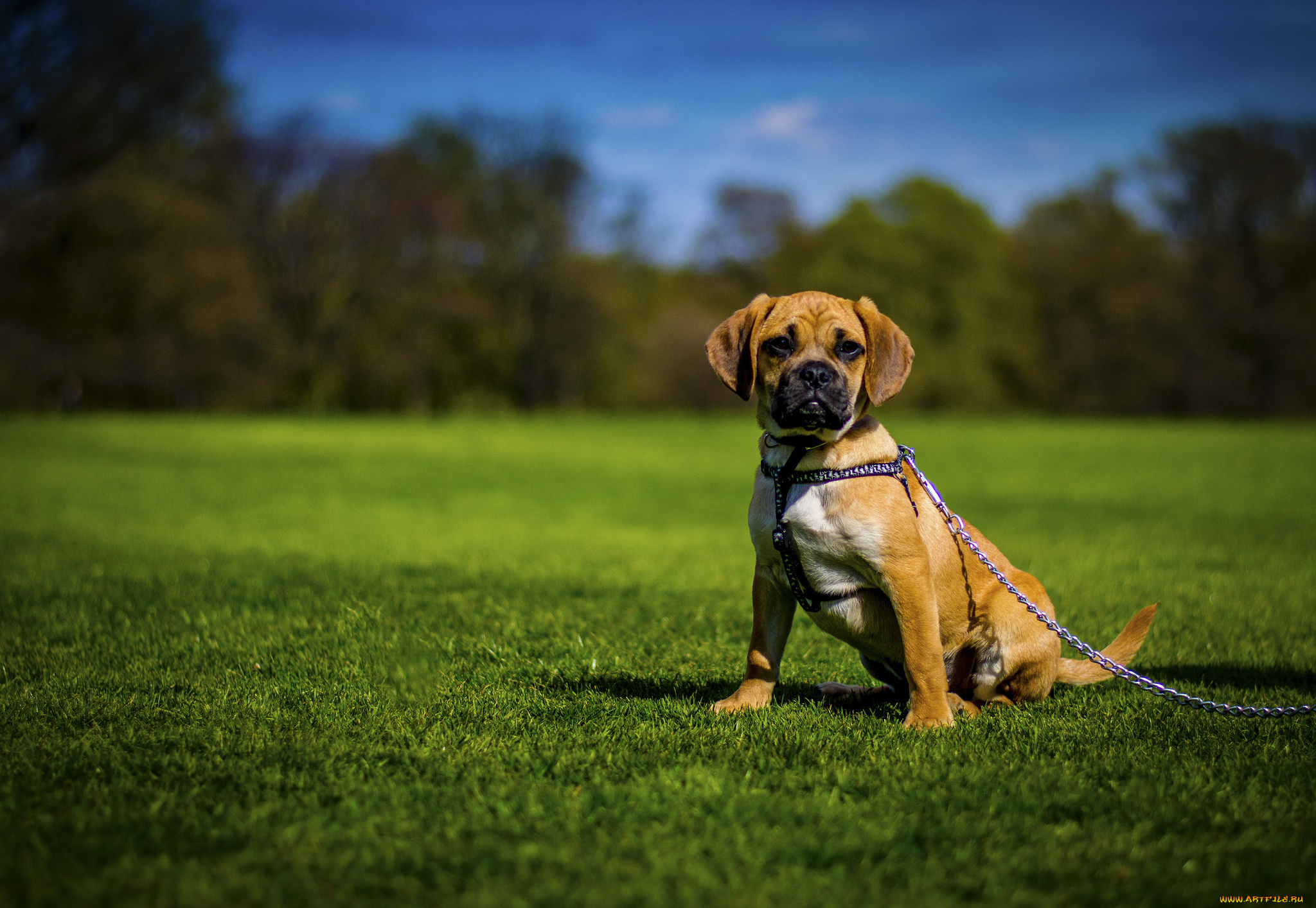 животные, собаки, луг, собака, щенок